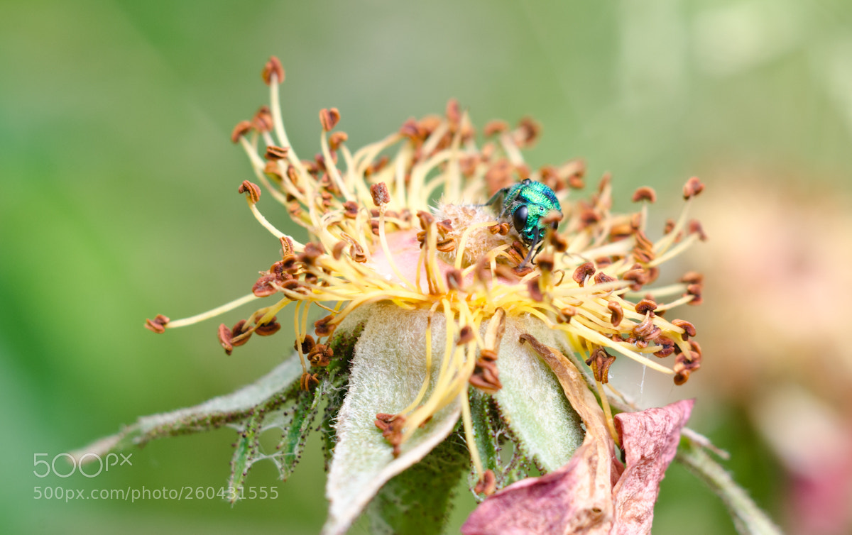 Nikon D7000 sample photo. Beetle on a dead photography