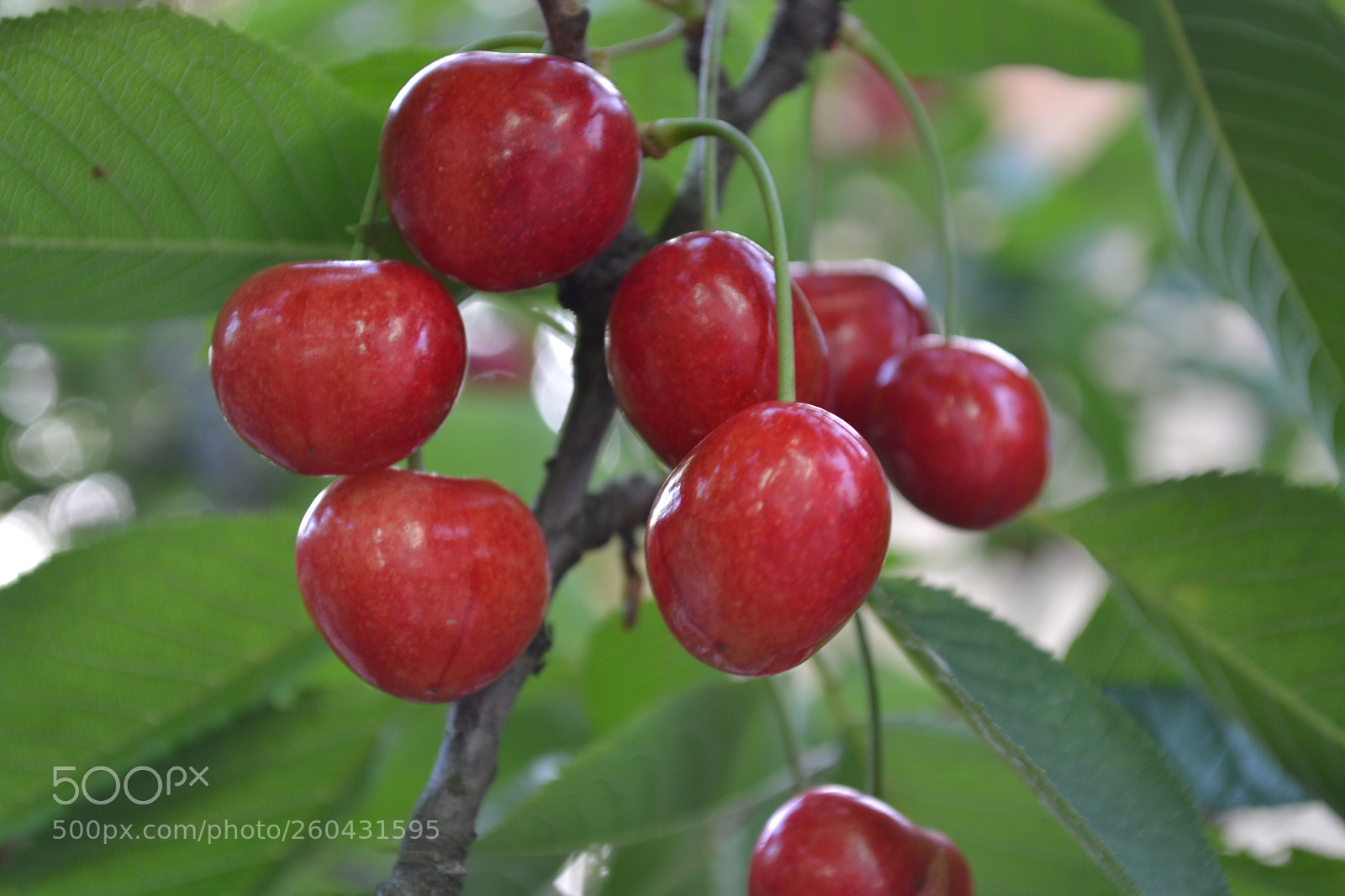 Nikon D3100 sample photo. Untitled photography
