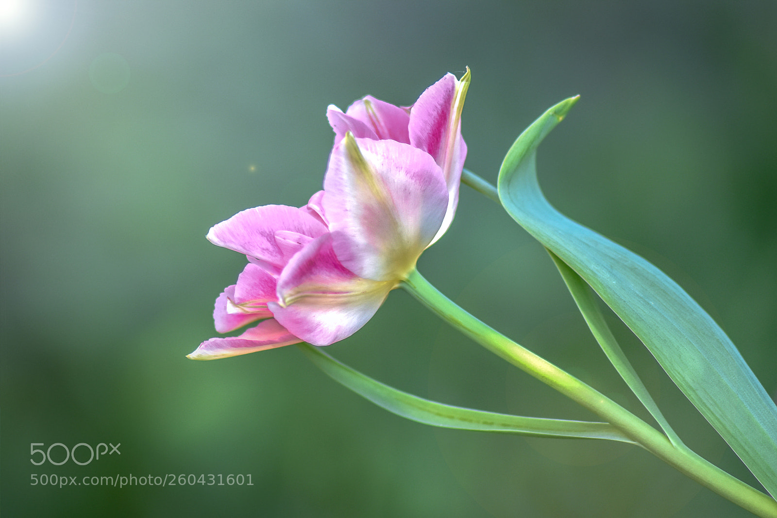 Nikon D3400 sample photo. Tulip bloom photography
