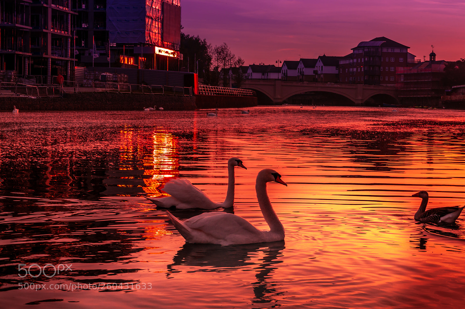Nikon D300 sample photo. River nene peterborough swans photography