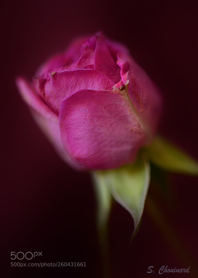 Nikon D5100 sample photo. Birthday rose photography