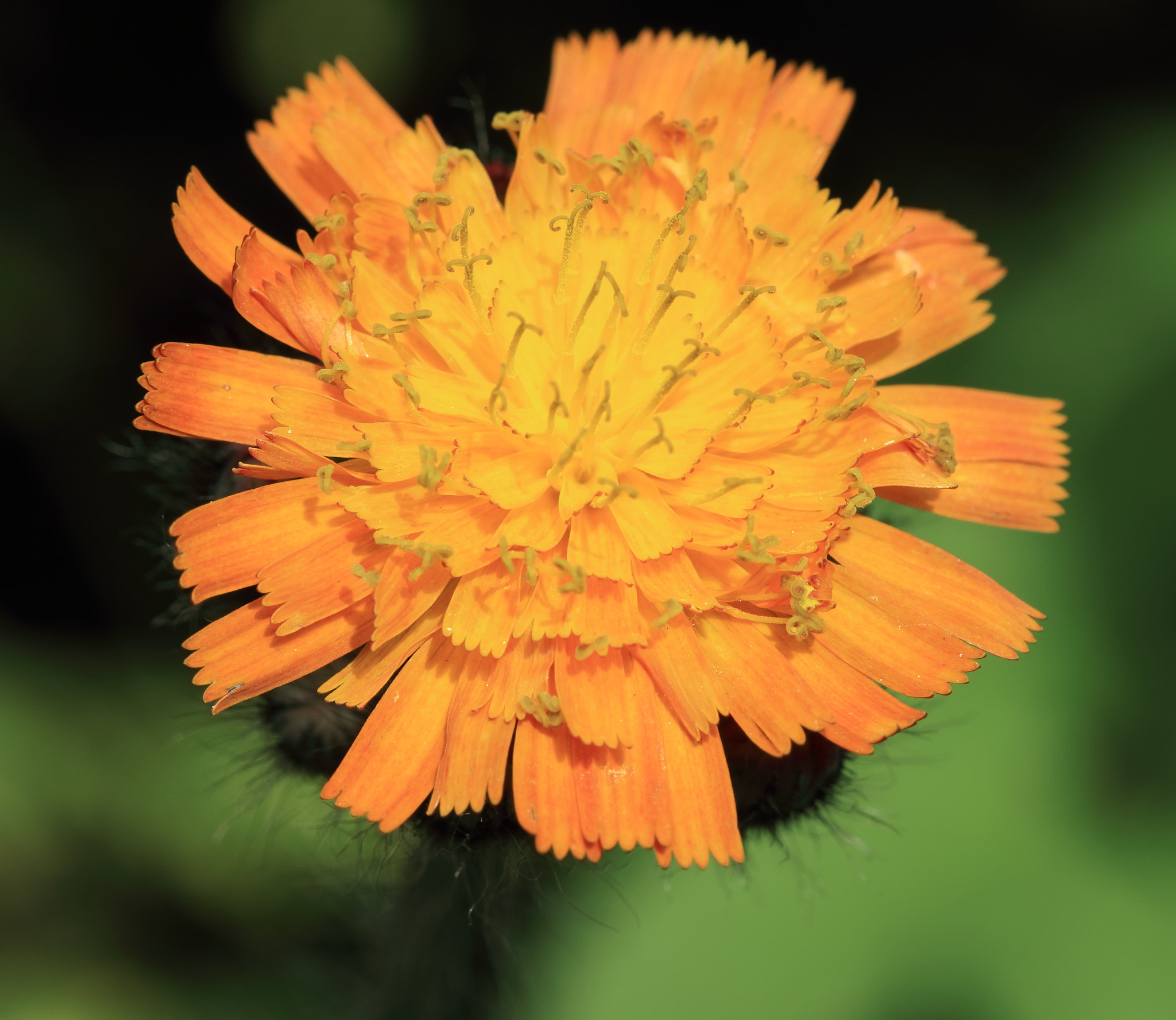 Canon EF 100mm F2.8 Macro USM sample photo. Img photography