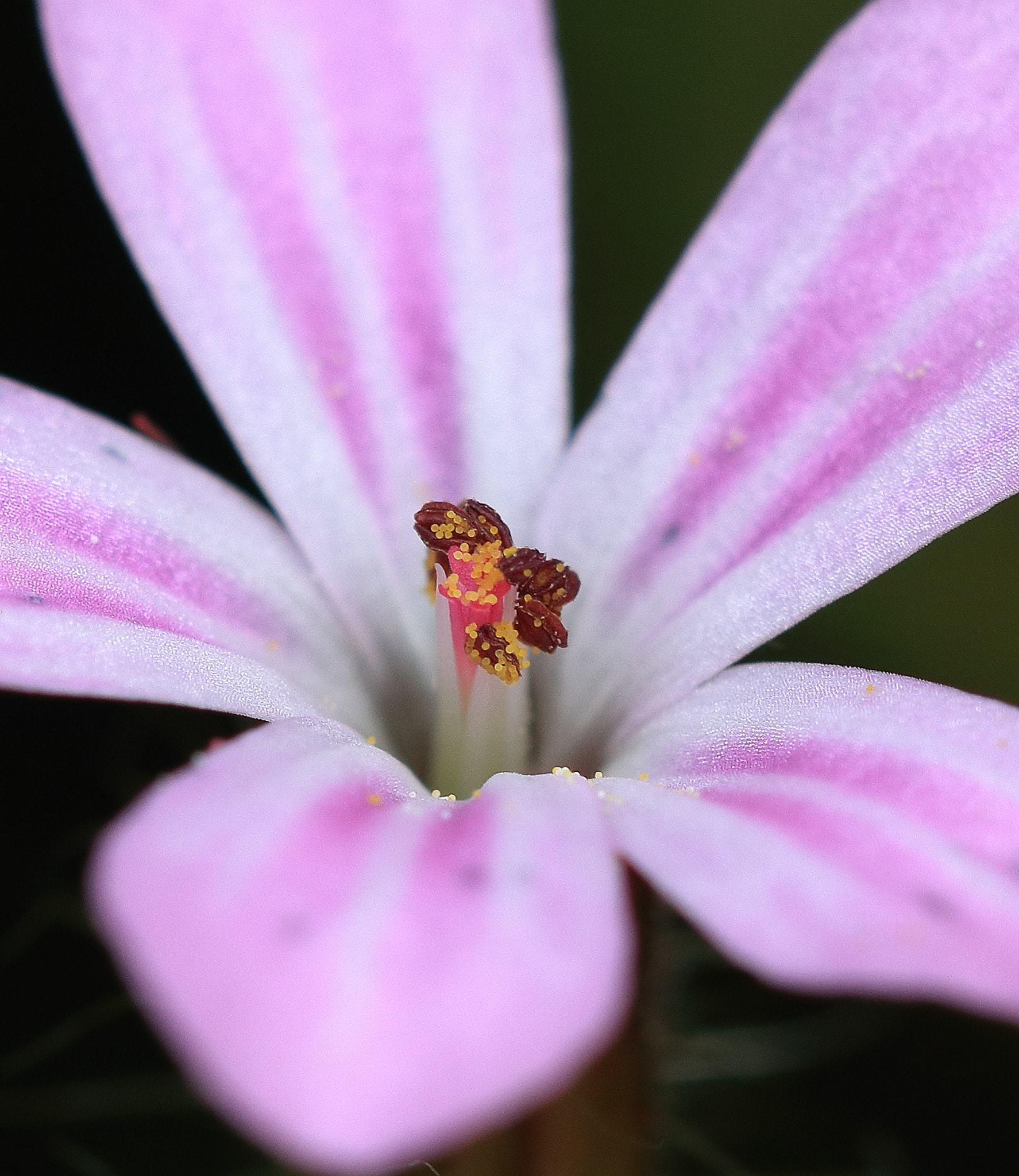 Canon EF 100mm F2.8 Macro USM sample photo. Img photography