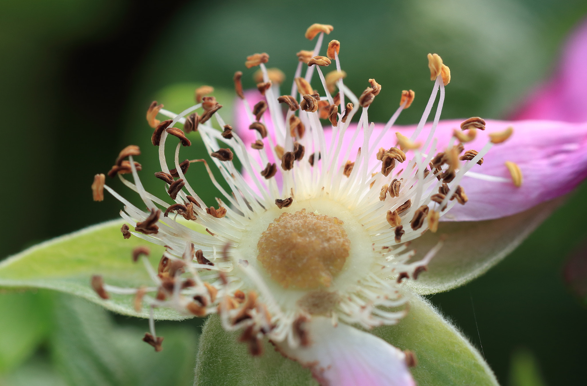 Canon EF 100mm F2.8 Macro USM sample photo. Img photography