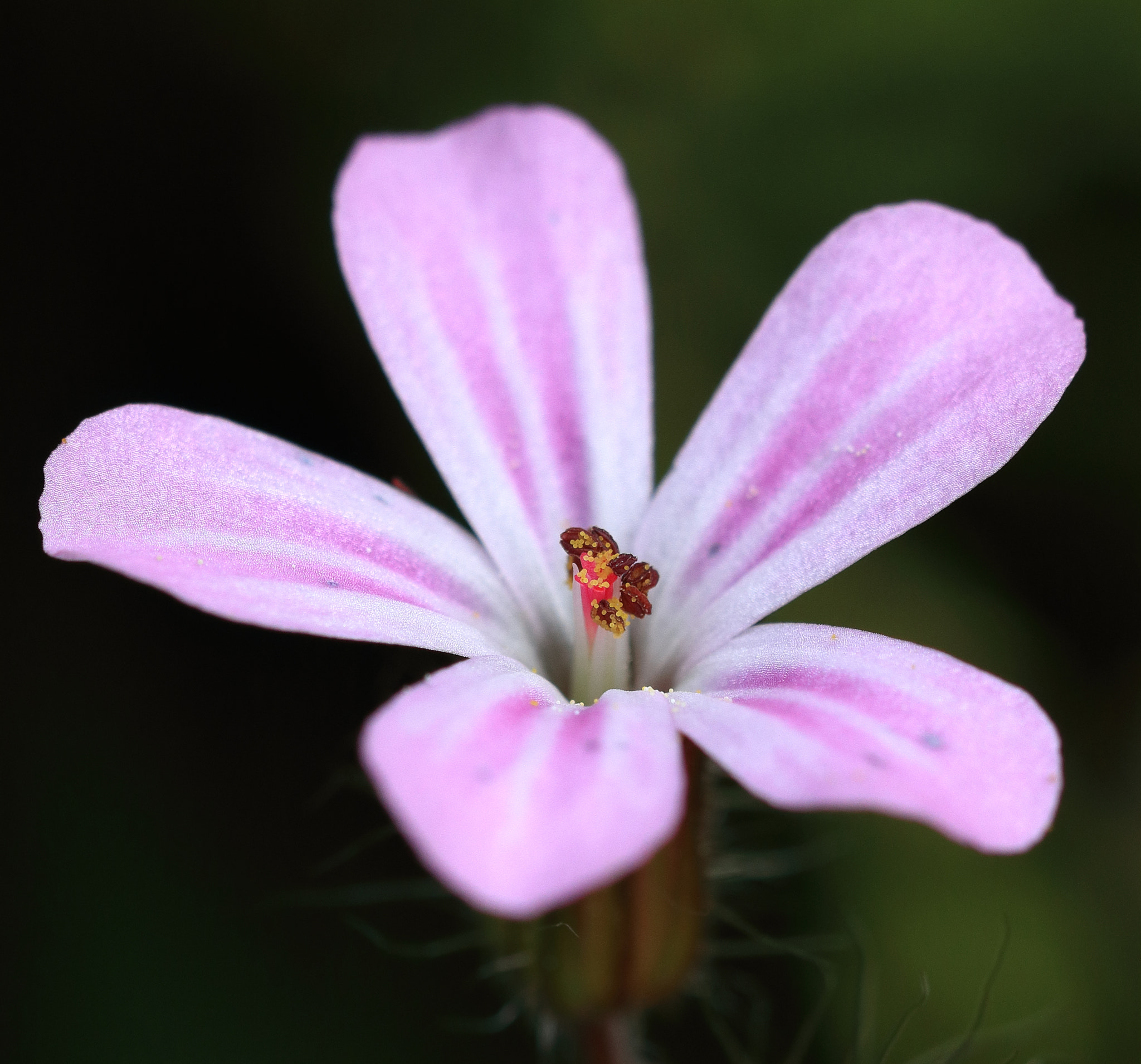 Canon EF 100mm F2.8 Macro USM sample photo. Img photography