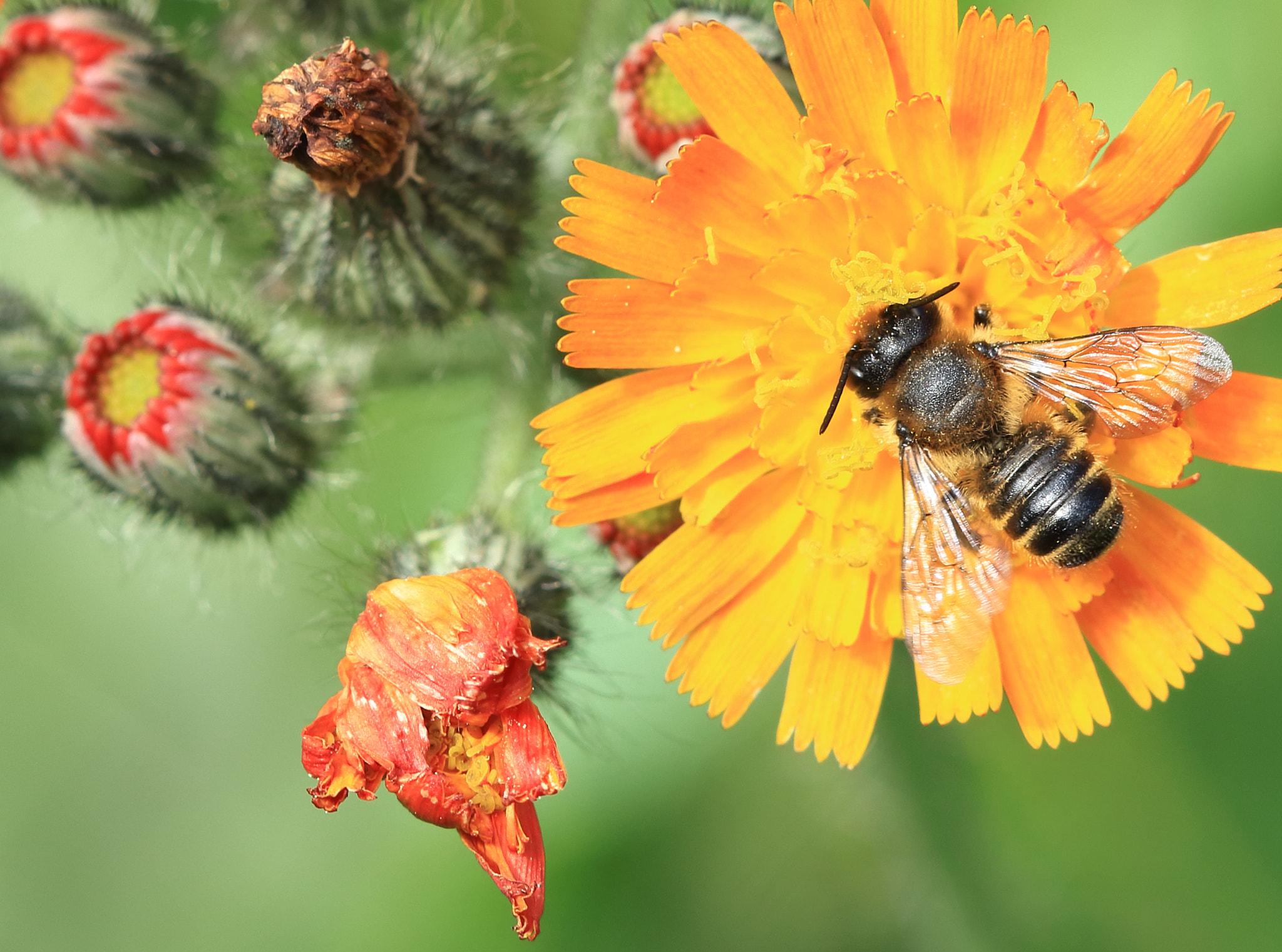 Canon EF 100mm F2.8 Macro USM sample photo. Flower hopping photography