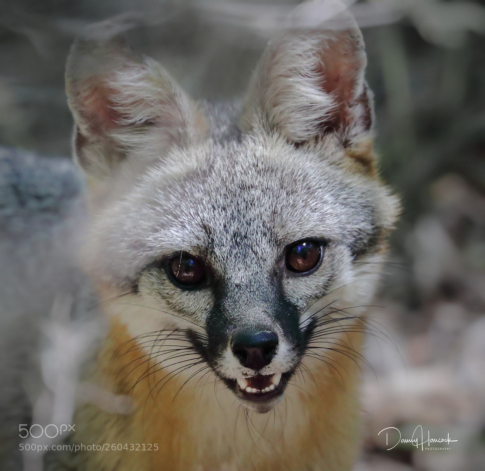 Canon EOS-1D X Mark II sample photo. Gray fox portrait photography