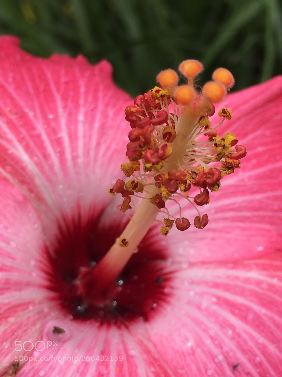 Apple iPhone 6 sample photo. Untitled photography