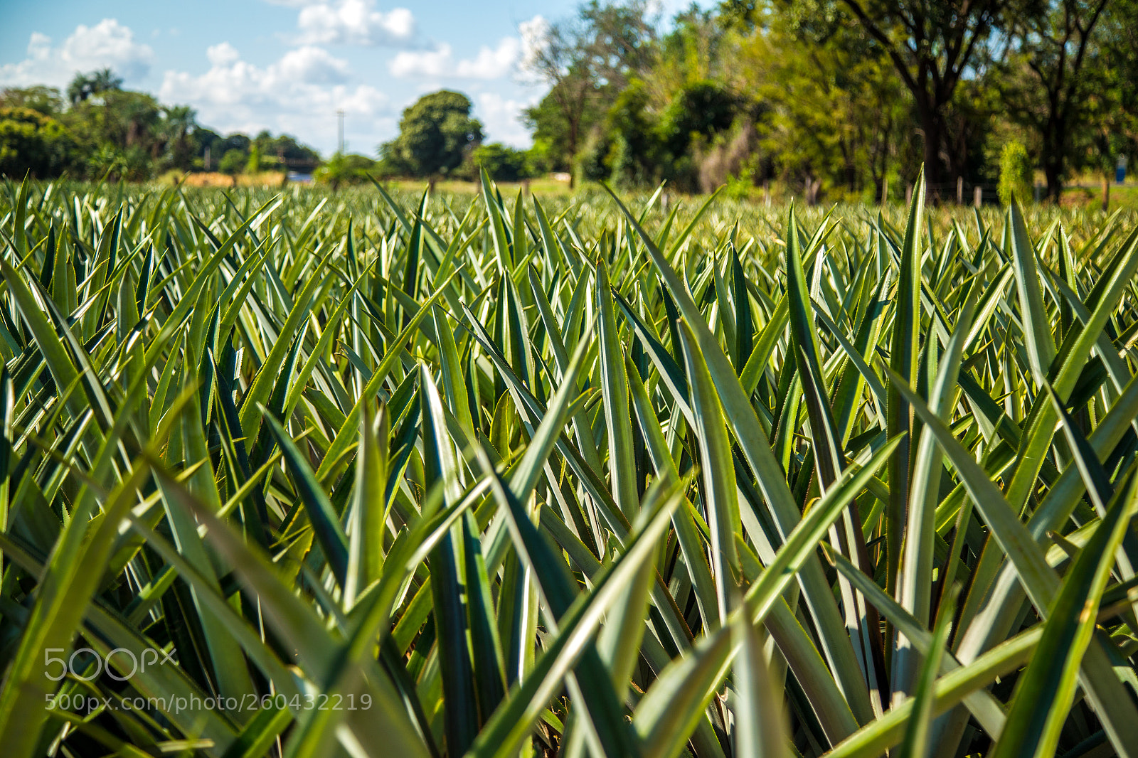 Canon EOS 6D sample photo. Pineapple plantation fruit exotic photography
