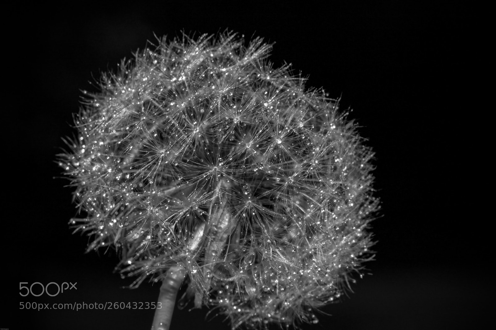Canon EOS 5DS R sample photo. White on black photography