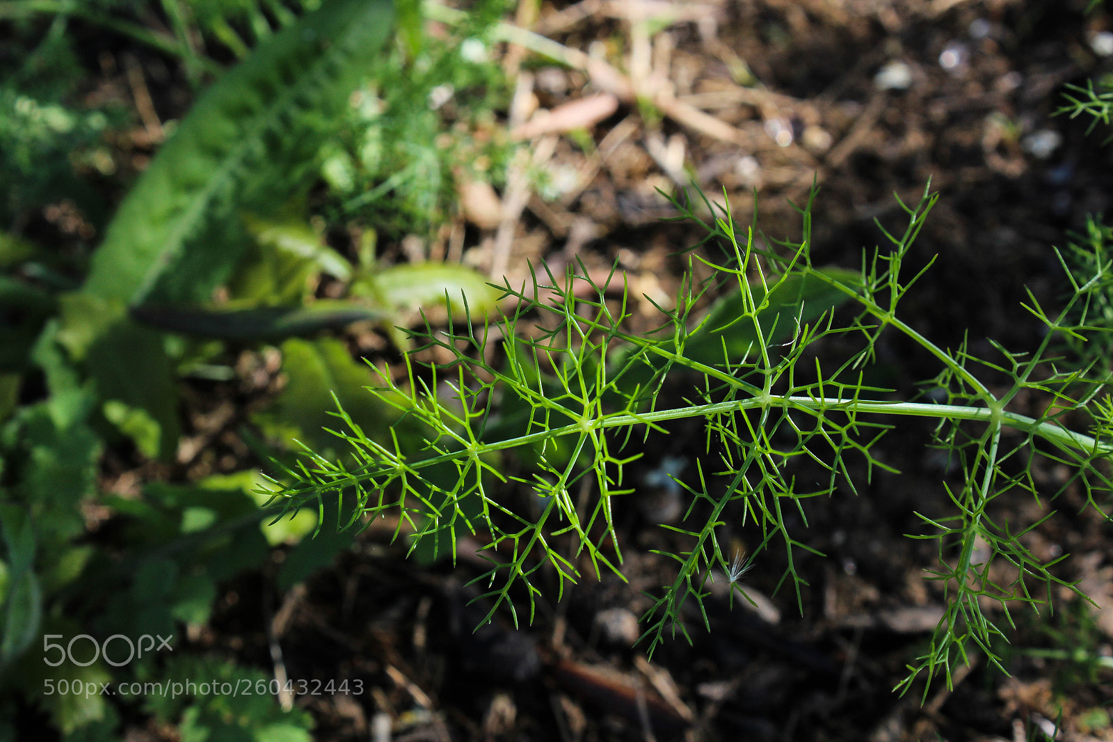 Canon EOS 600D (Rebel EOS T3i / EOS Kiss X5) sample photo. Nature photography