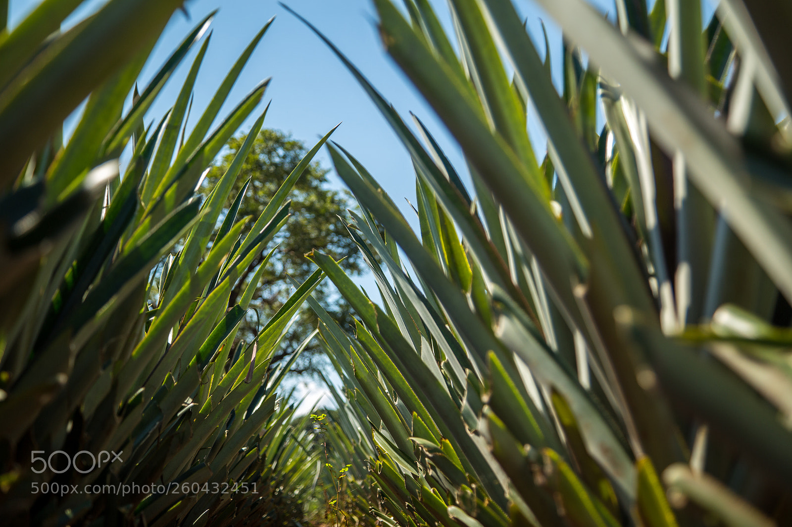 Canon EOS 6D sample photo. Pineapple plantation fruit exotic photography