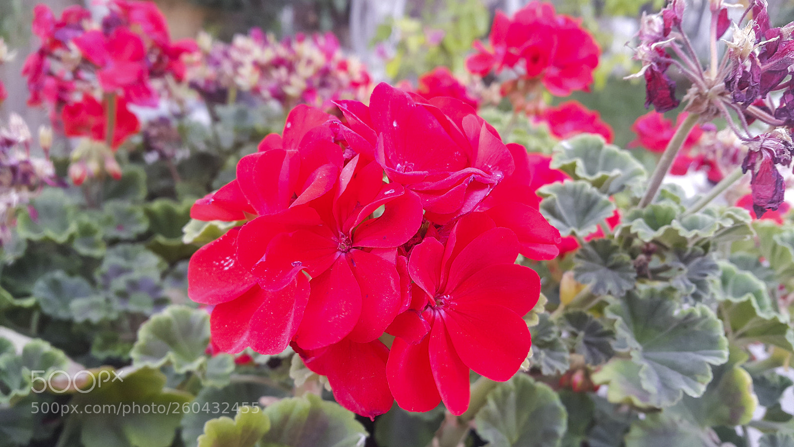 Samsung Galaxy Note4 sample photo. Blossom red flower photography