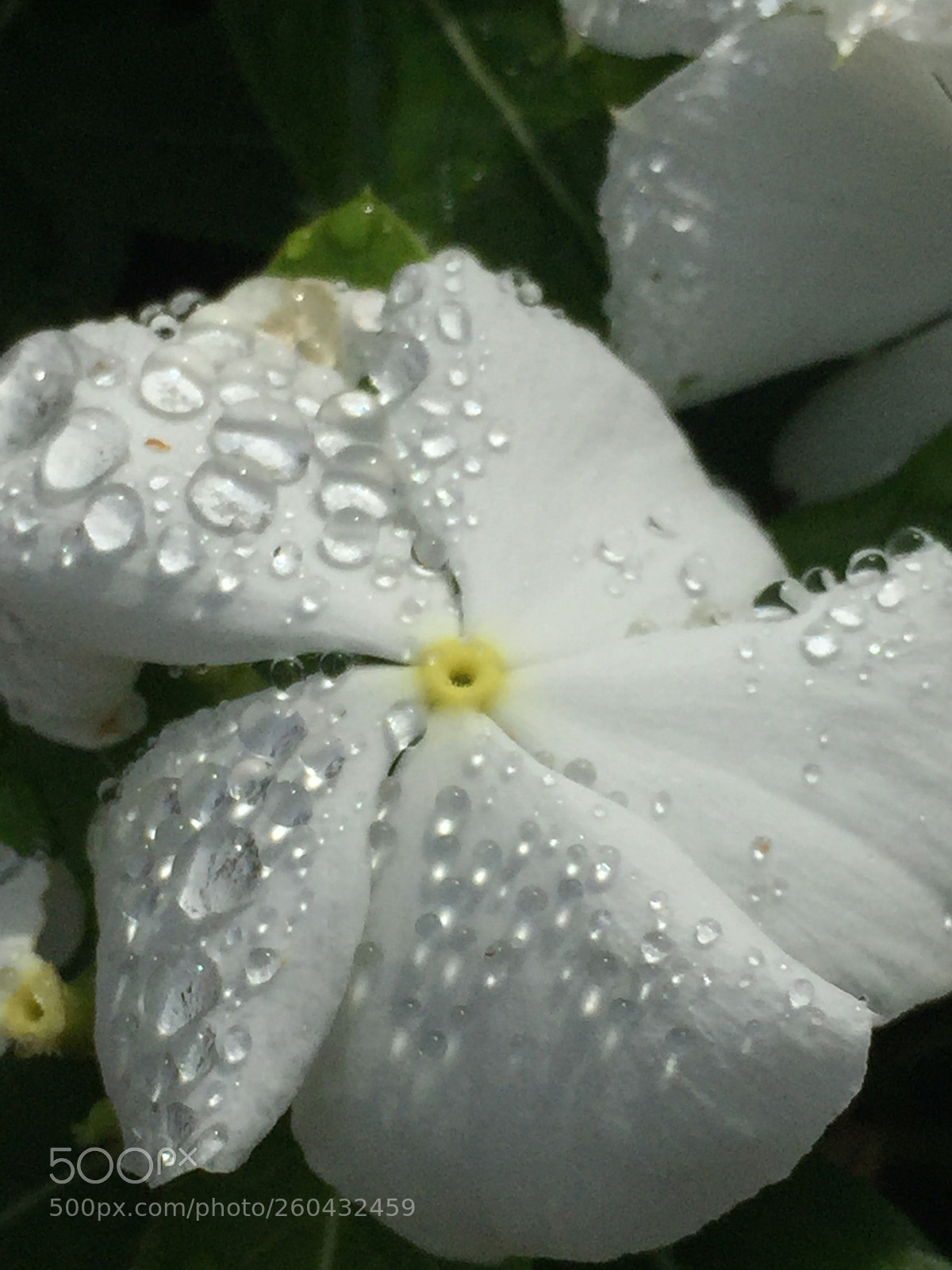Apple iPhone 6 sample photo. Drops photography
