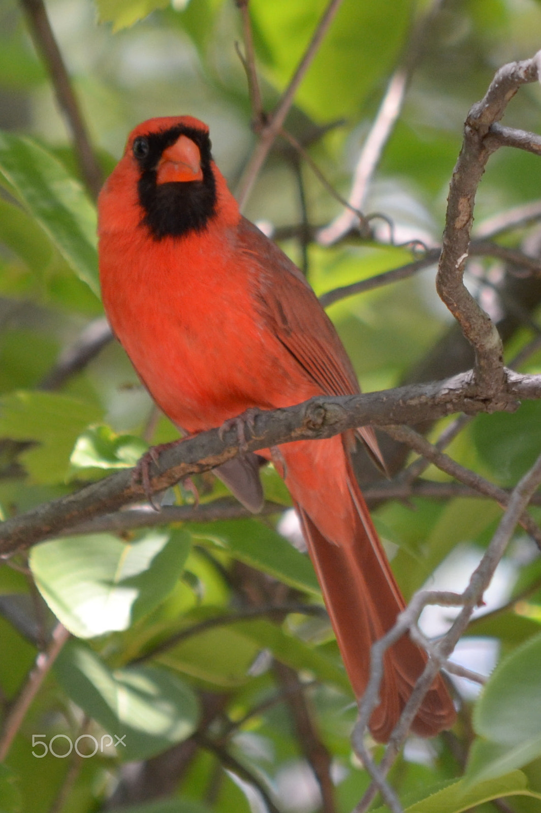 Nikon D3100 sample photo. Cardinal photography