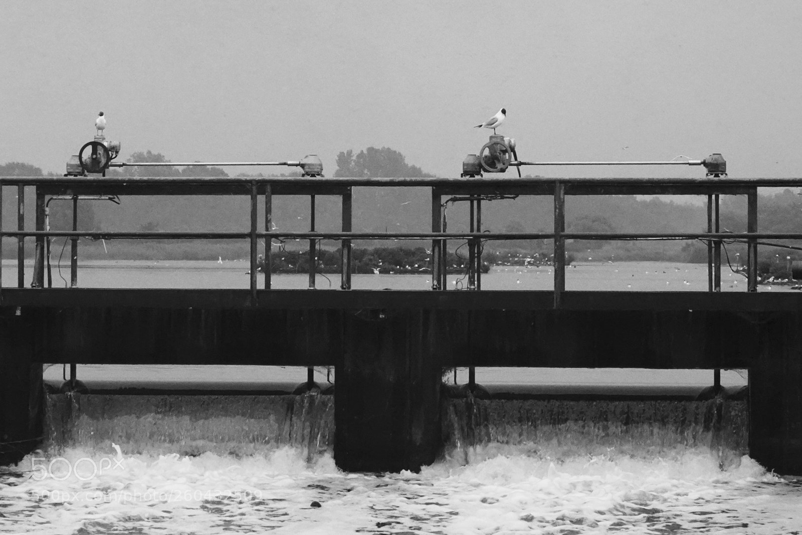 Sony a7R III sample photo. Evening mood with seagulls photography