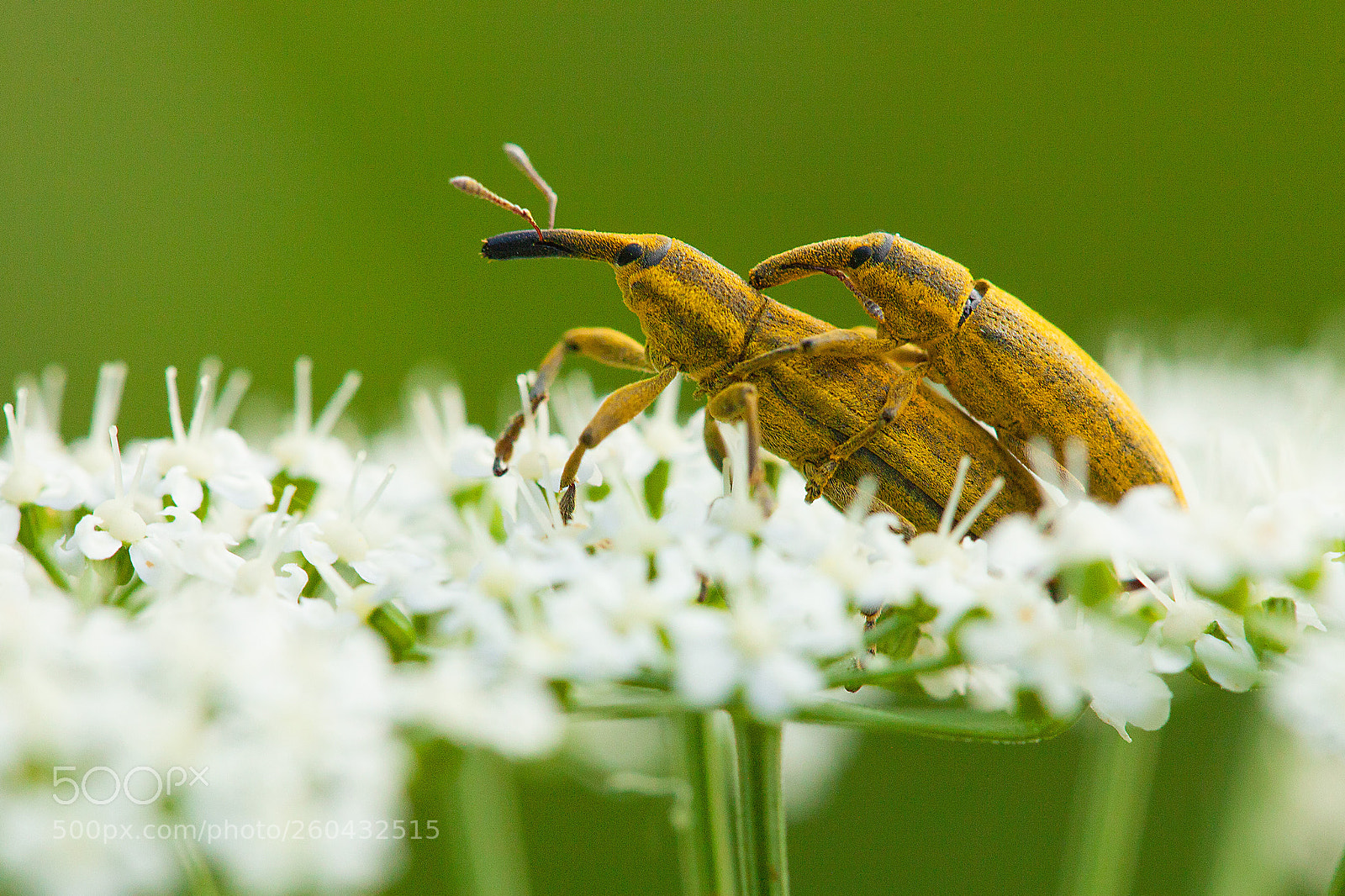 Canon EOS 5D Mark II sample photo. Love photography