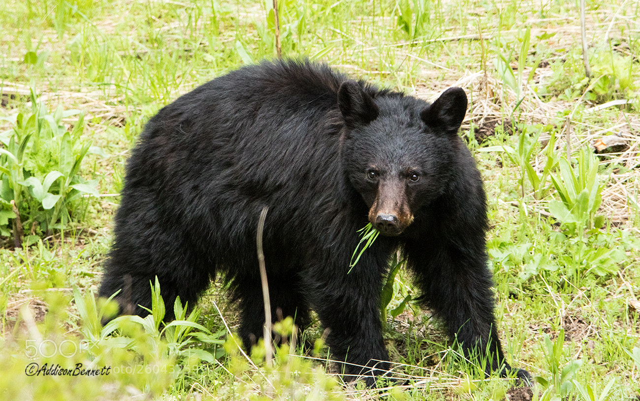 Canon EOS 7D Mark II sample photo. Black bear c photography