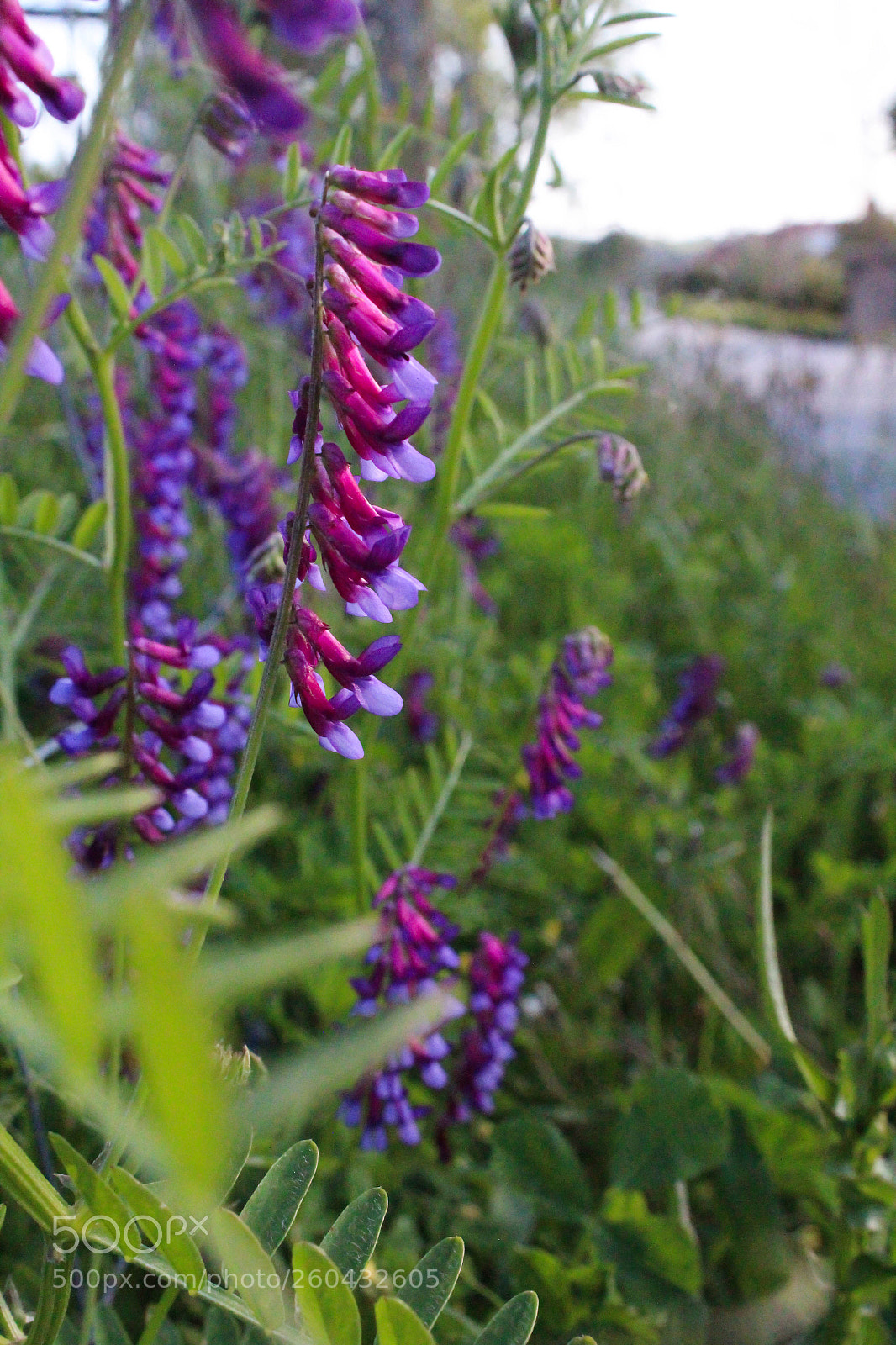 Canon EOS 600D (Rebel EOS T3i / EOS Kiss X5) sample photo. Pure photography