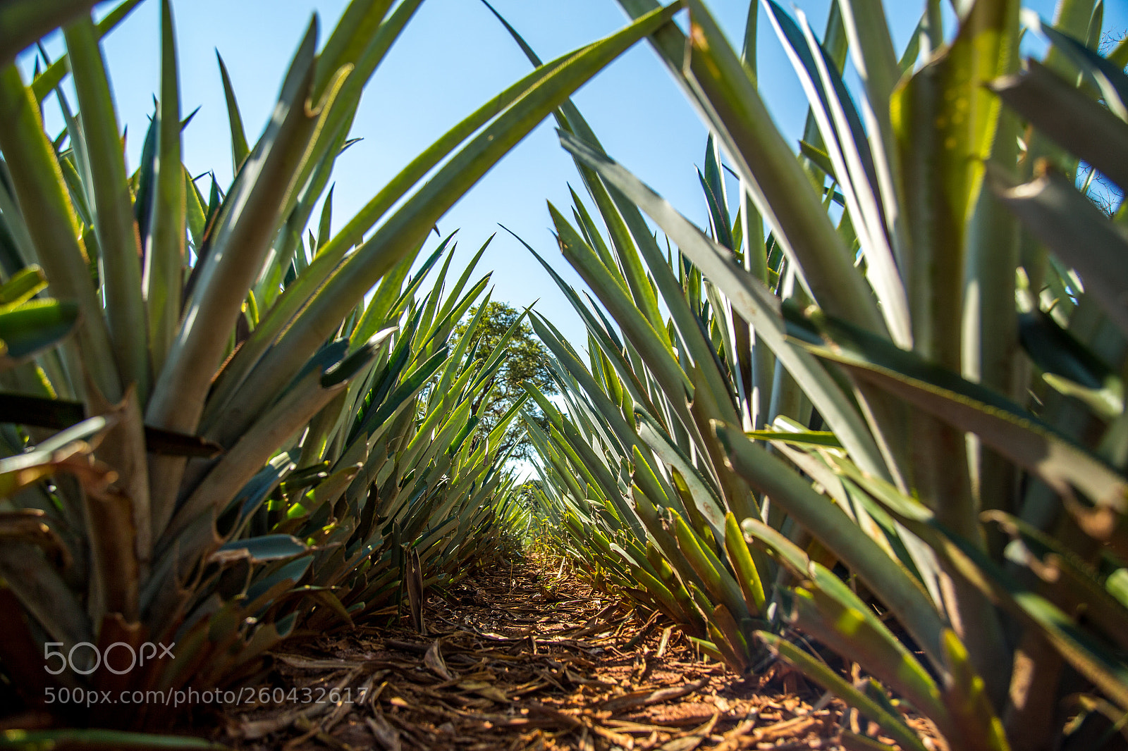 Canon EOS 6D sample photo. Pineapple plantation fruit exotic photography