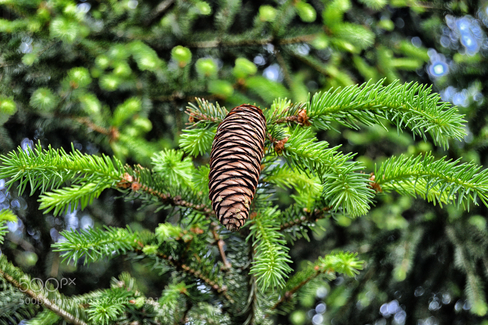 Nikon D3200 sample photo. Pinecone photography