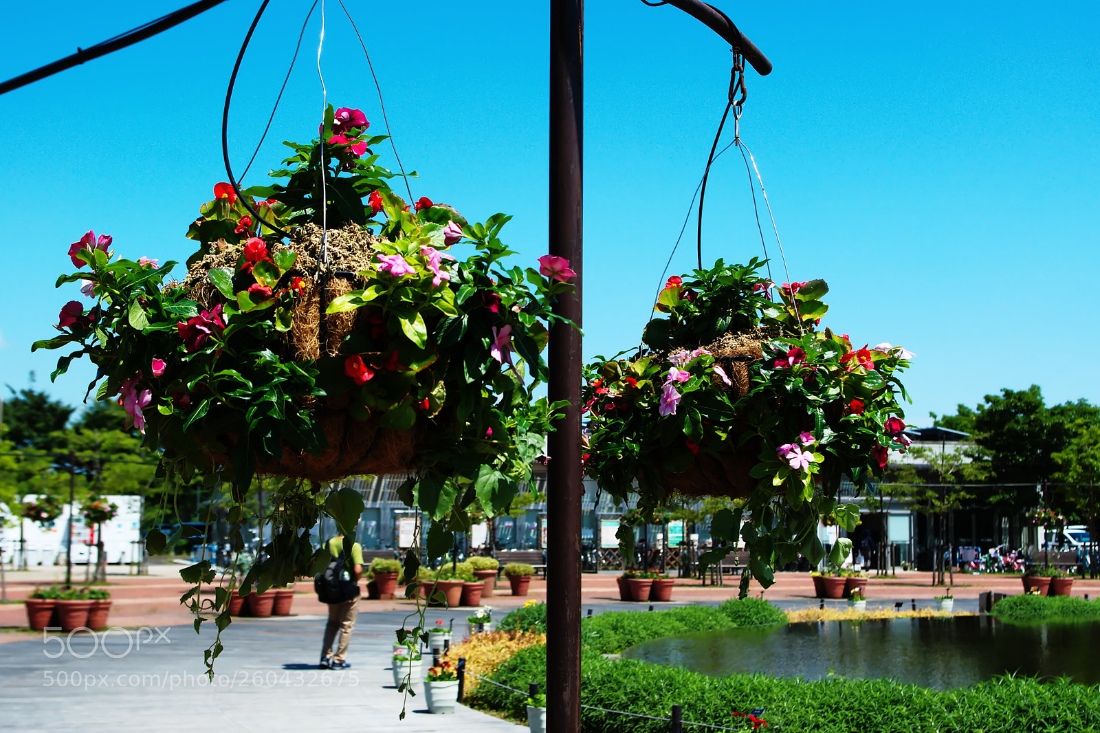 Pentax K200D sample photo. Hanging flower bed photography