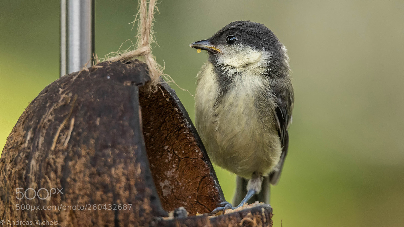 Nikon D500 sample photo. Young tit. photography