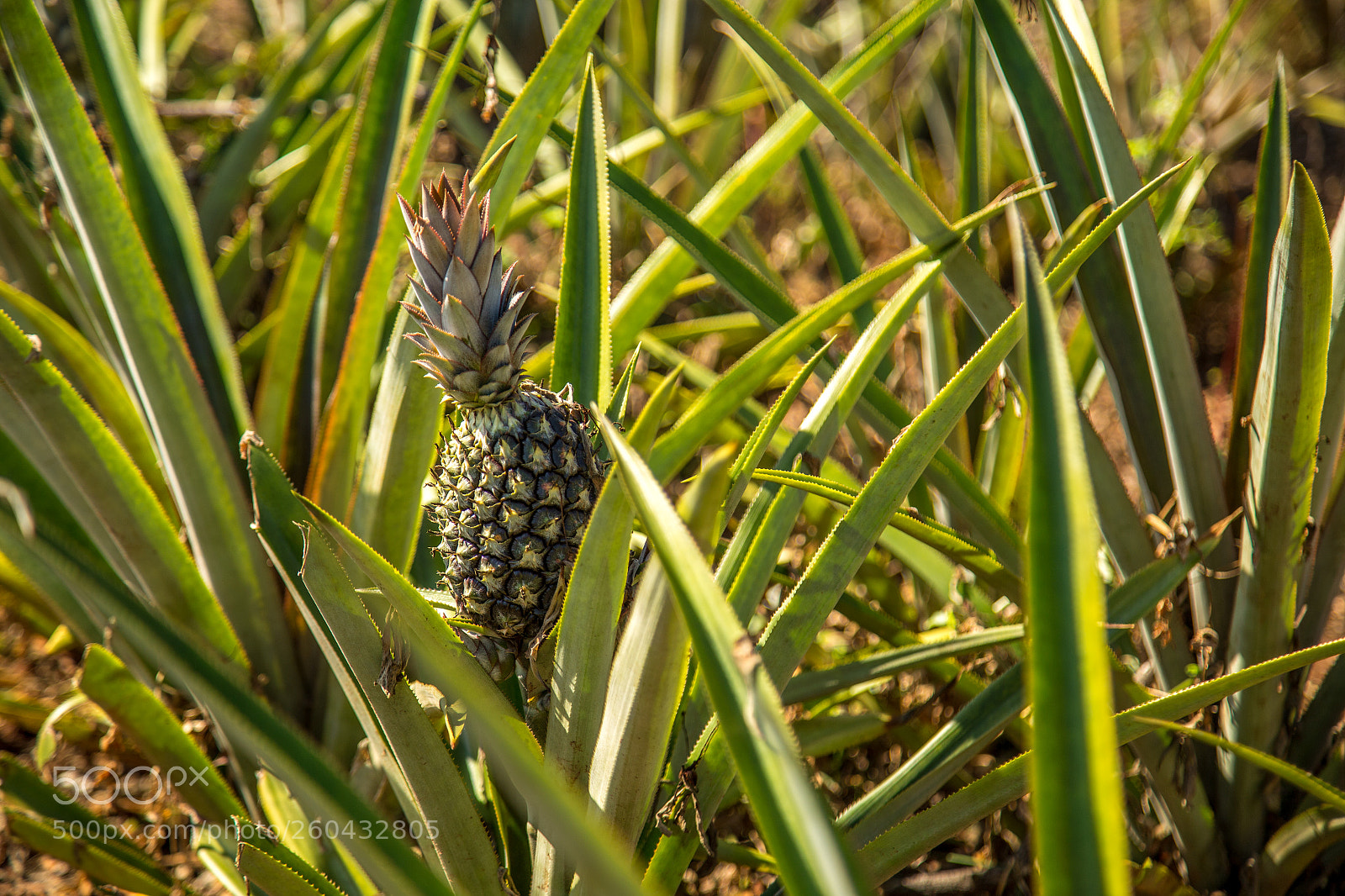 Canon EOS 6D sample photo. Pineapple plantation fruit exotic photography