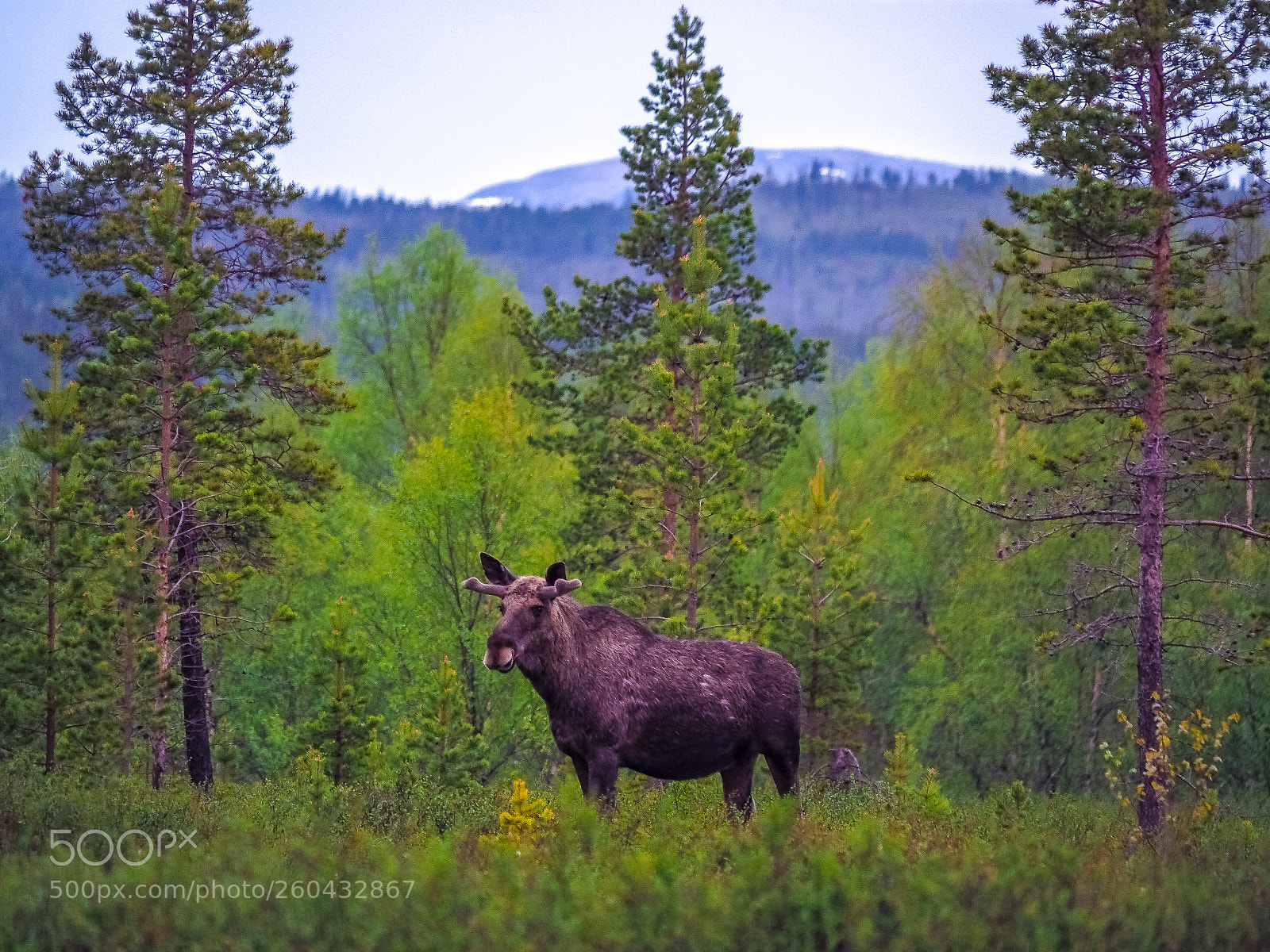 Olympus OM-D E-M10 II sample photo. Norwegian woods photography