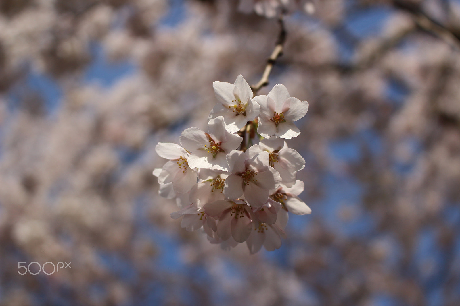 Canon EOS 100D (EOS Rebel SL1 / EOS Kiss X7) sample photo. Bunch of hope photography