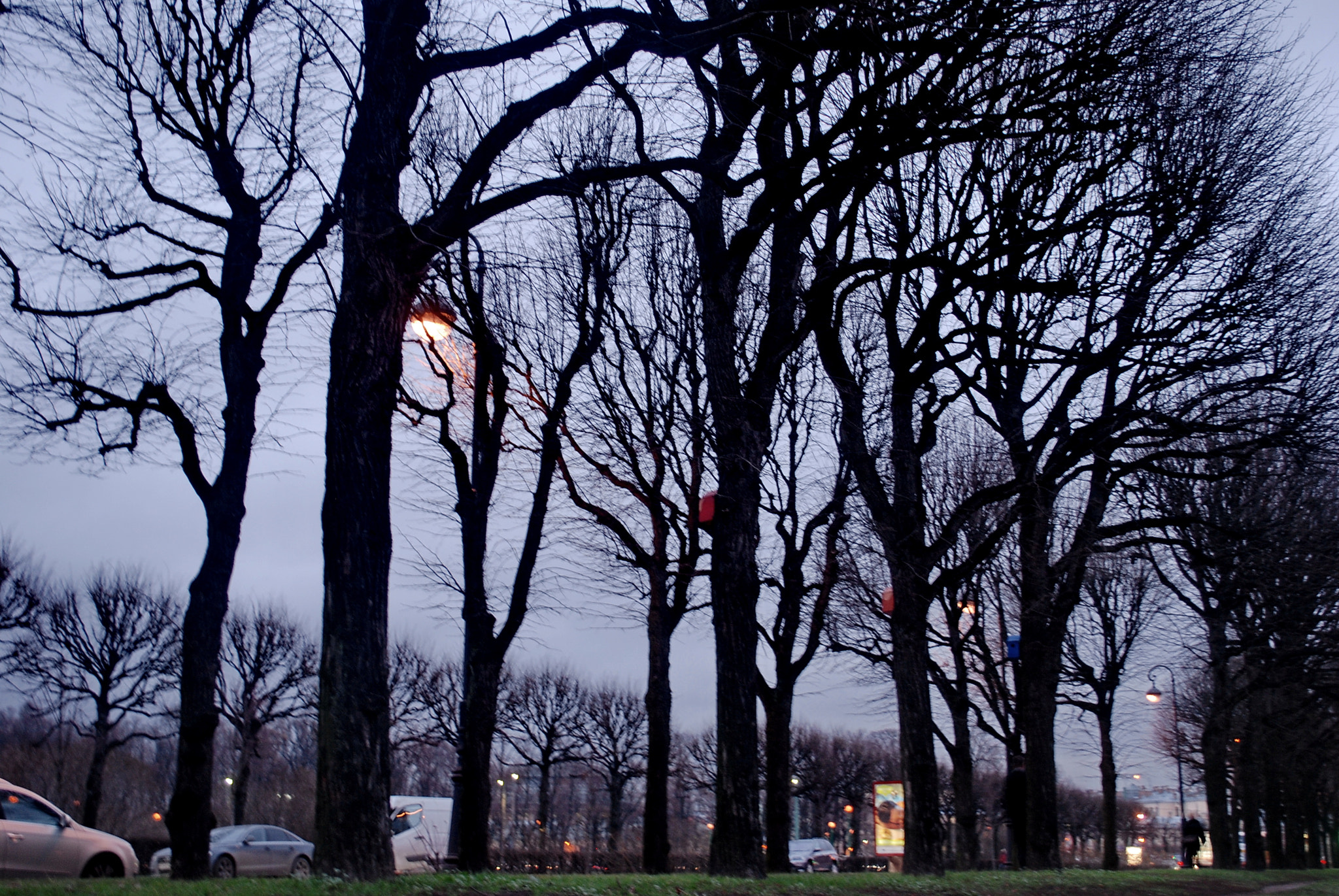 Nikon D60 sample photo. Trees photography