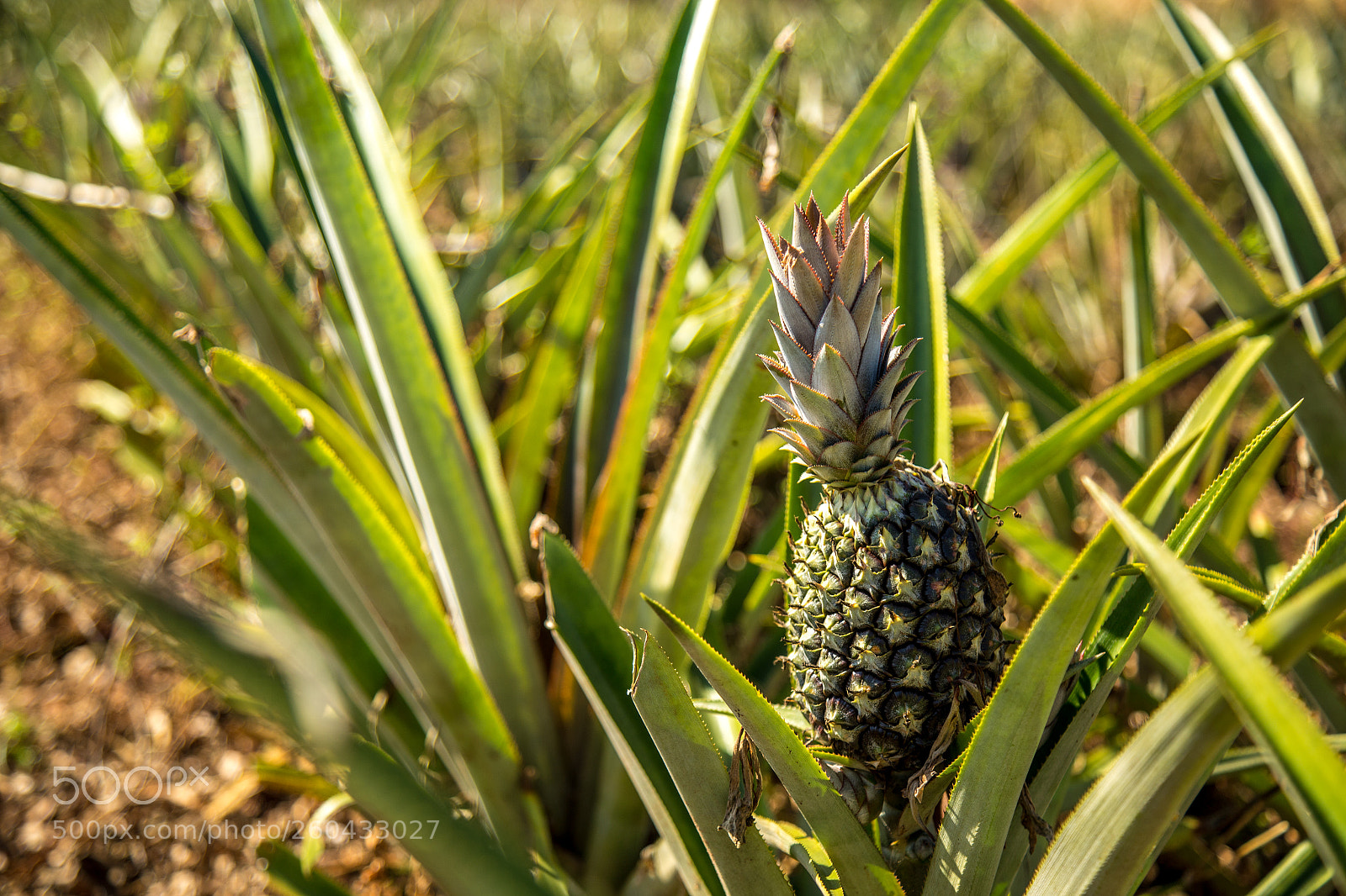 Canon EOS 6D sample photo. Pineapple plantation fruit exotic photography
