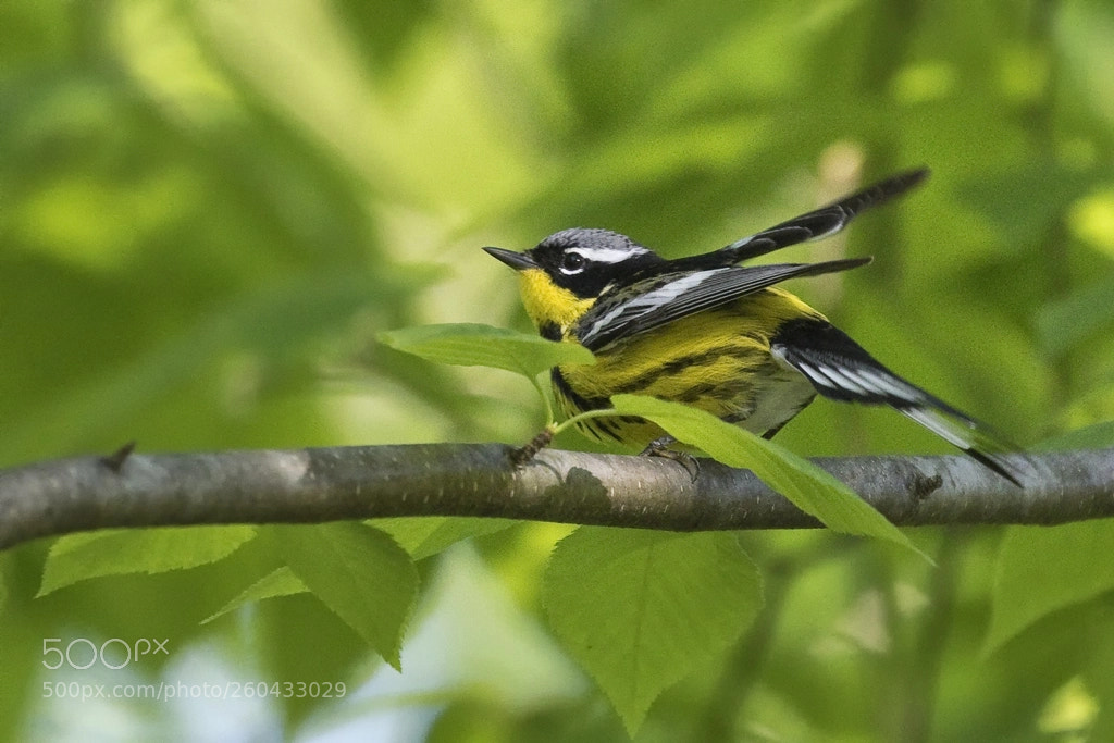 Canon EOS 7D Mark II sample photo. Magnolia warbler, connecticut, 2018 photography