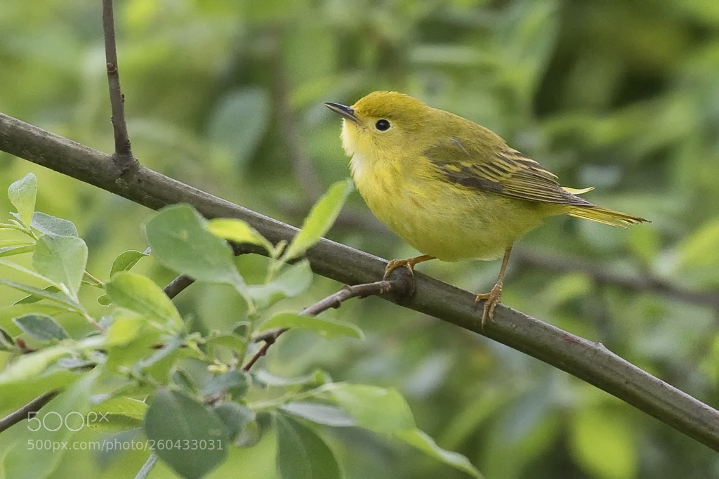 Canon EOS 7D Mark II sample photo. Yellow warbler (female), connecticut, 2018 photography