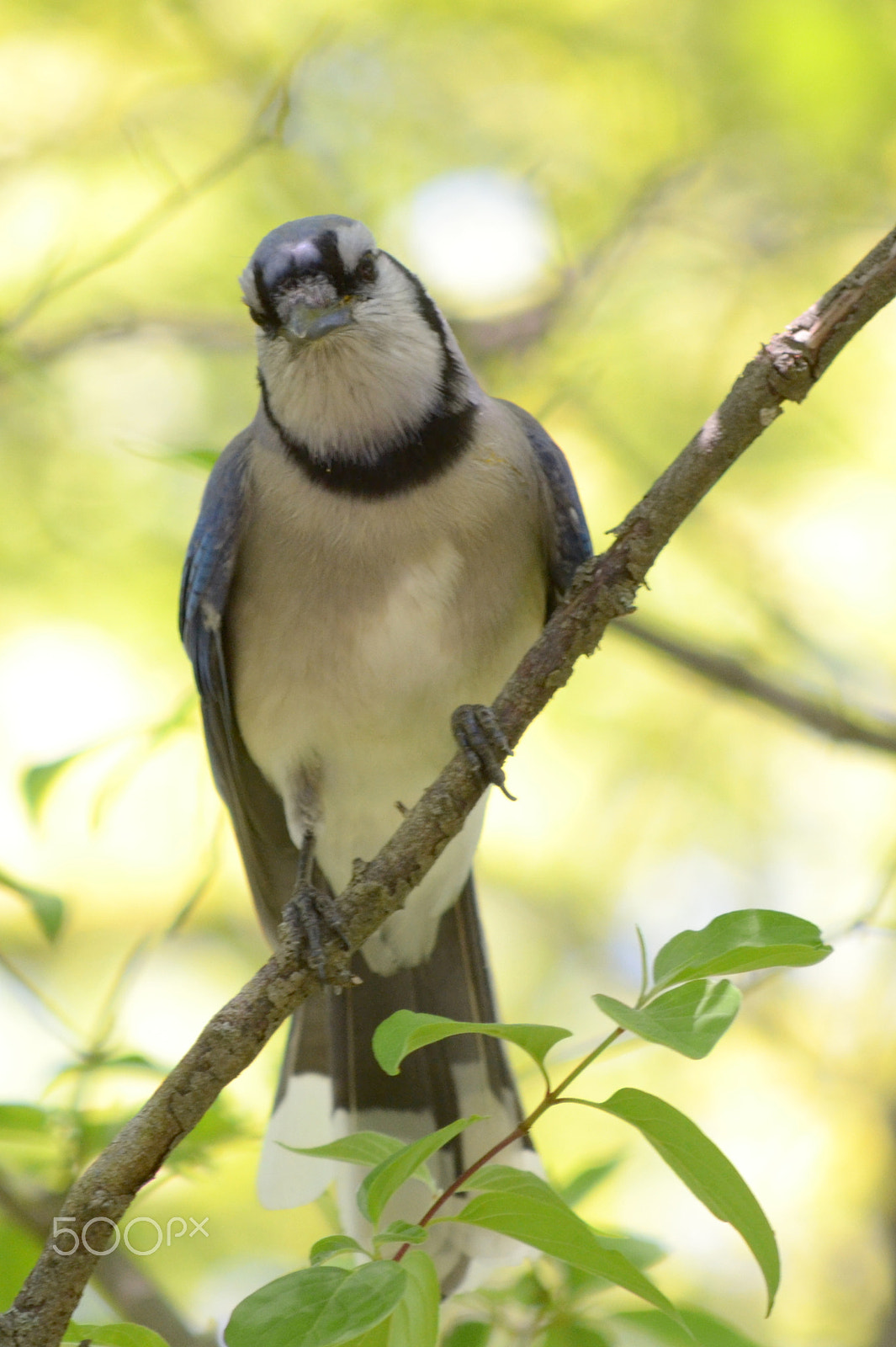 Nikon D3100 sample photo. Blue jay photography