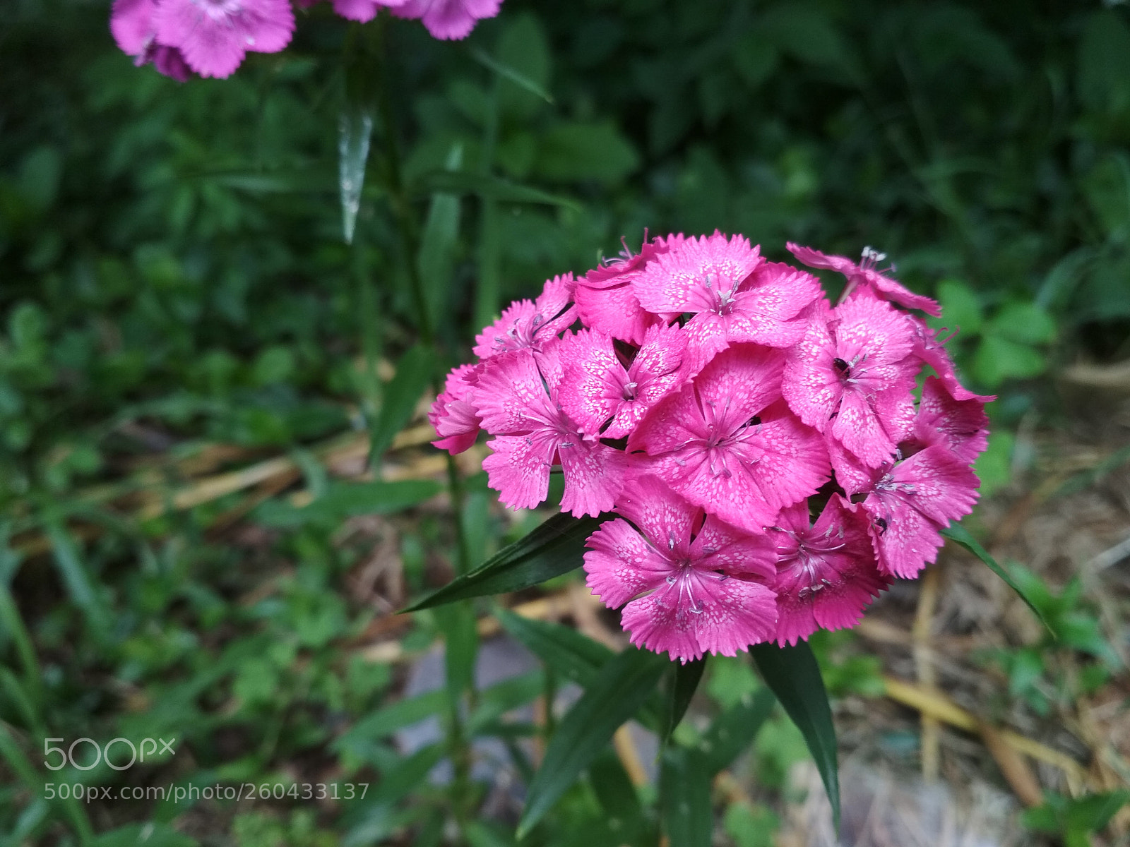 Xiaomi Redmi 4X sample photo. Untitled photography