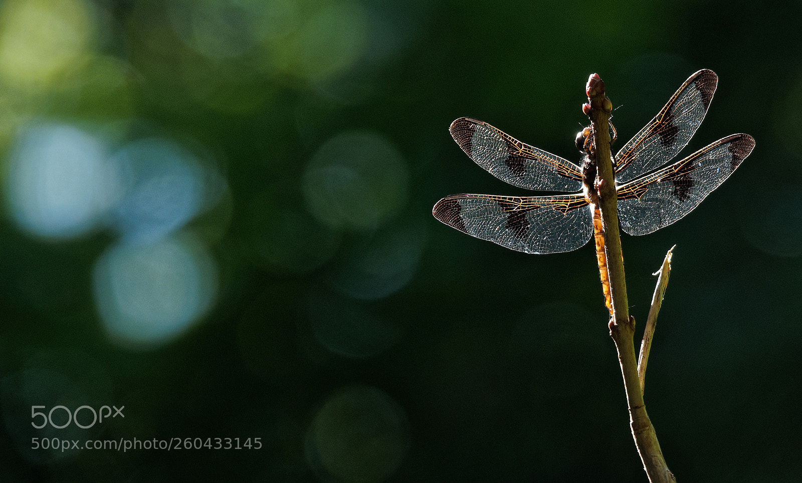 Olympus OM-D E-M1 sample photo. Dragonfly photography