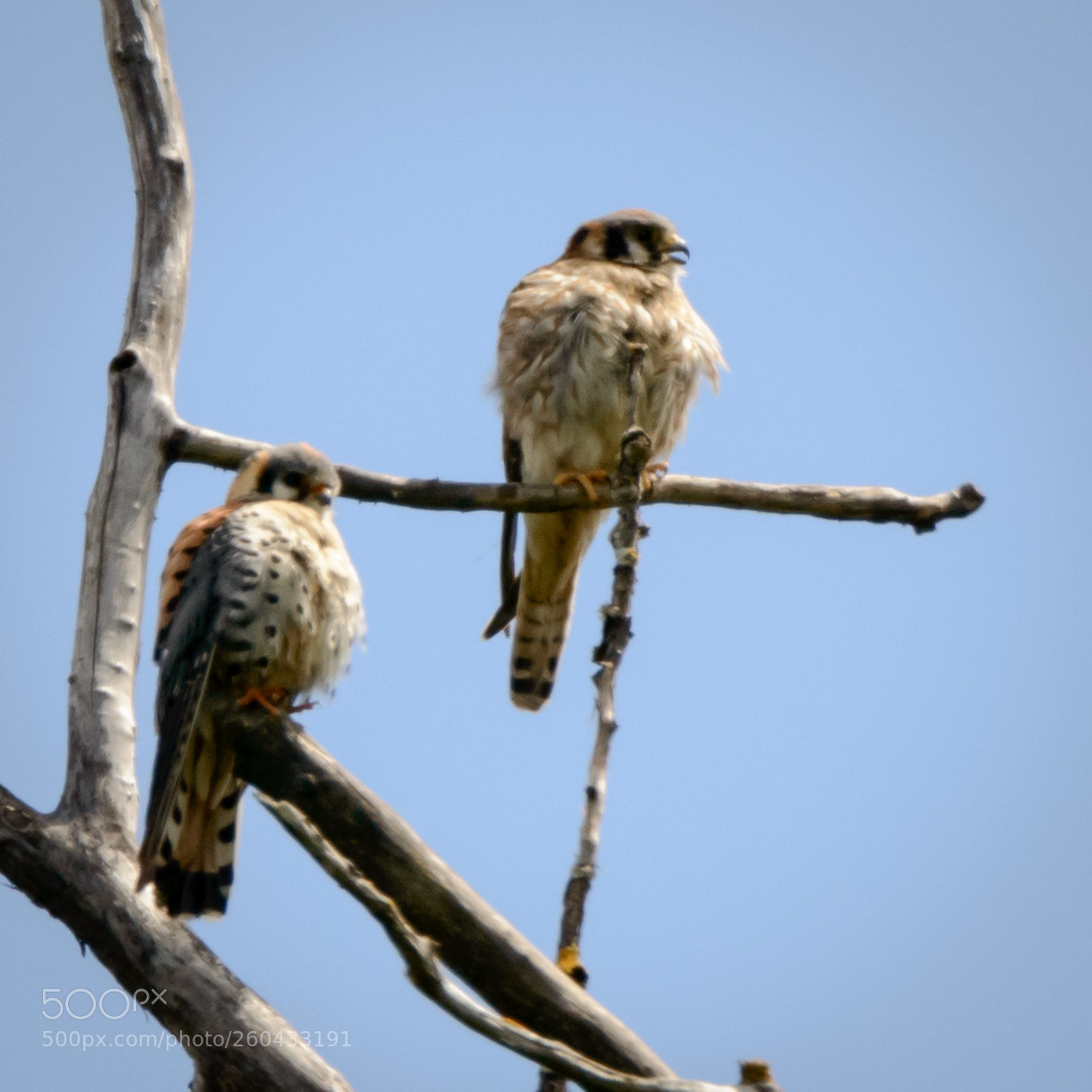 Nikon D800 sample photo. Kestrel couple photography