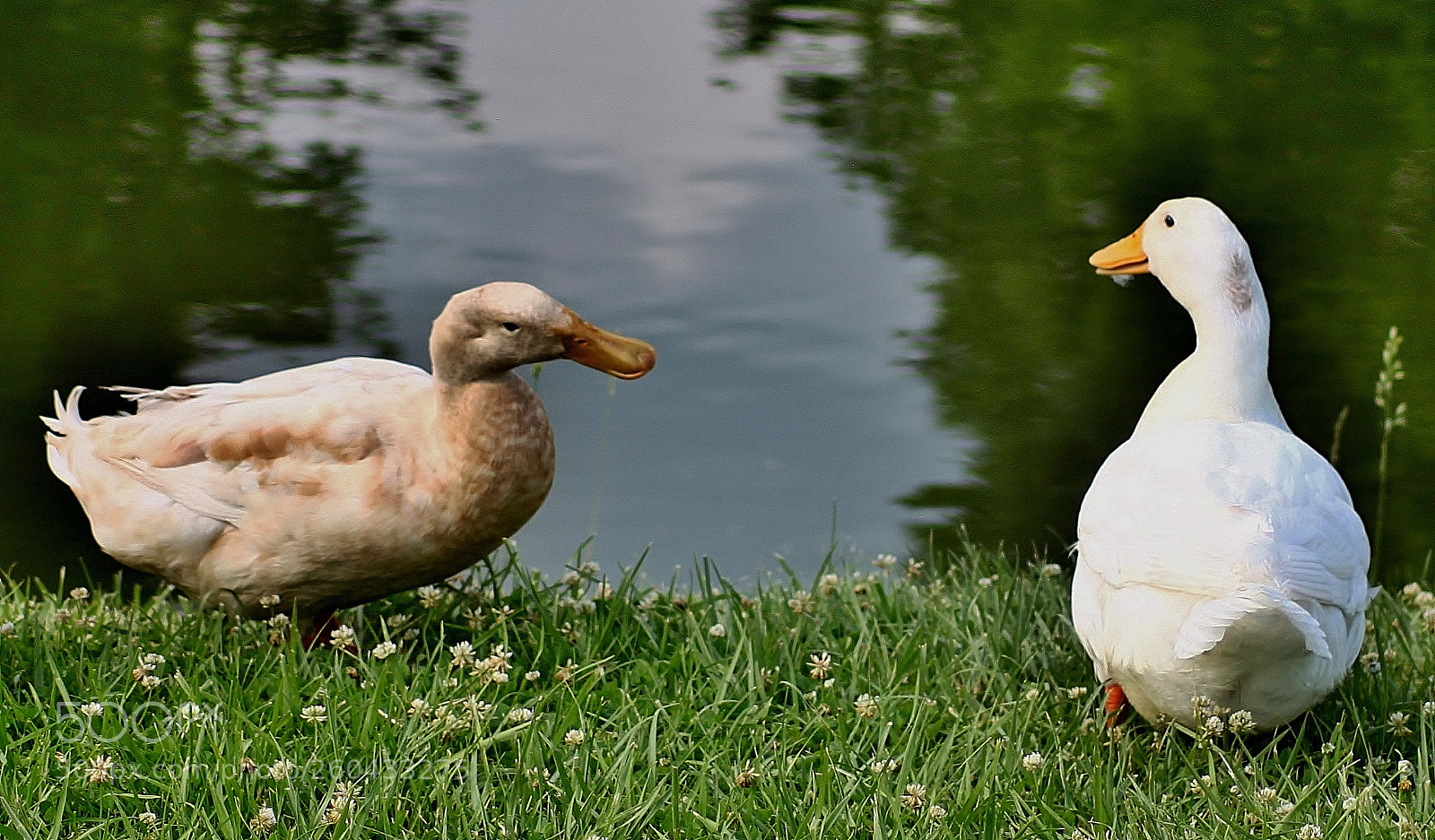 Canon EOS 500D (EOS Rebel T1i / EOS Kiss X3) sample photo. Two ducks photography