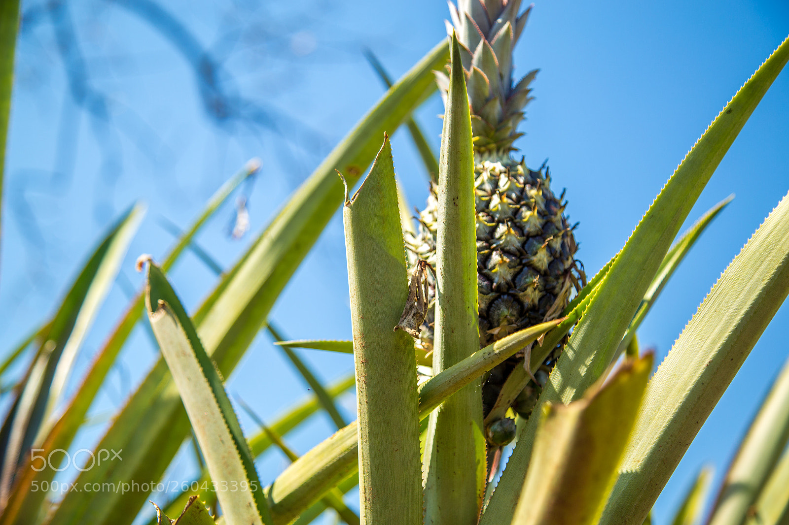 Canon EOS 6D sample photo. Pineapple plantation fruit exotic photography