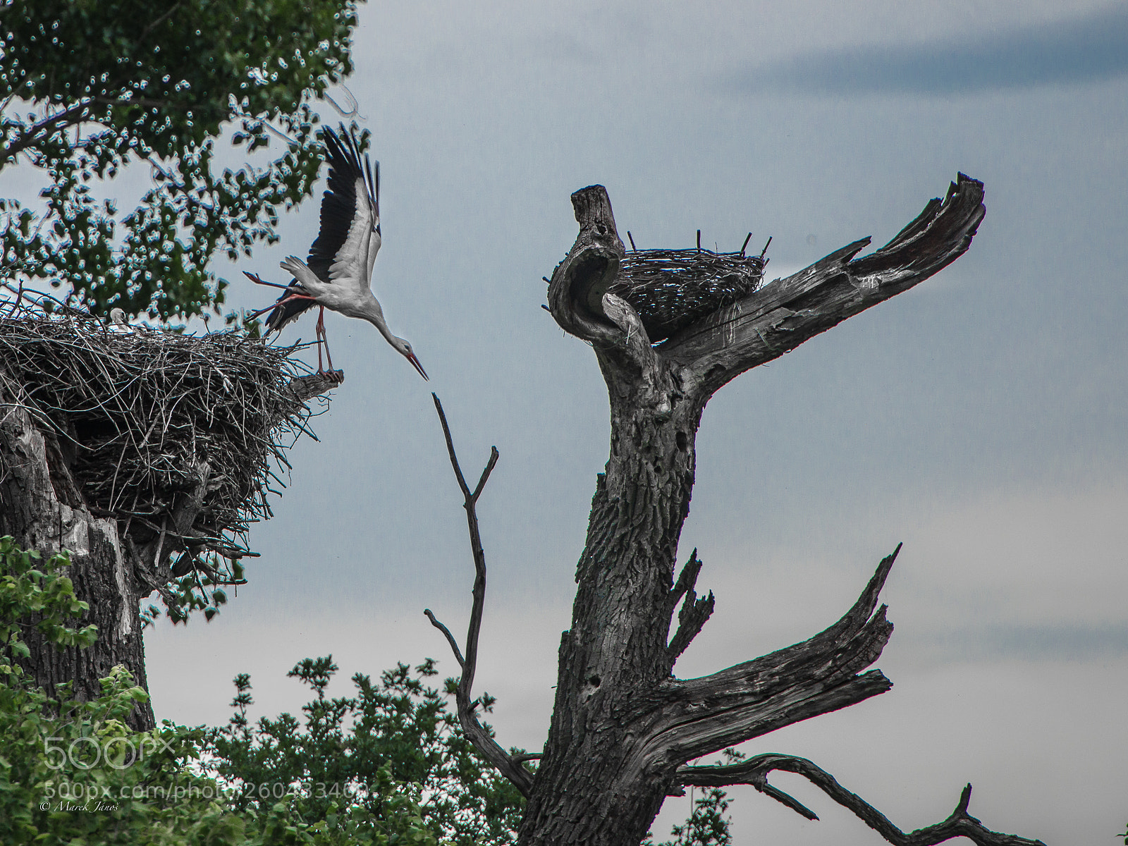 Nikon D800 sample photo. Stork tripping over photography