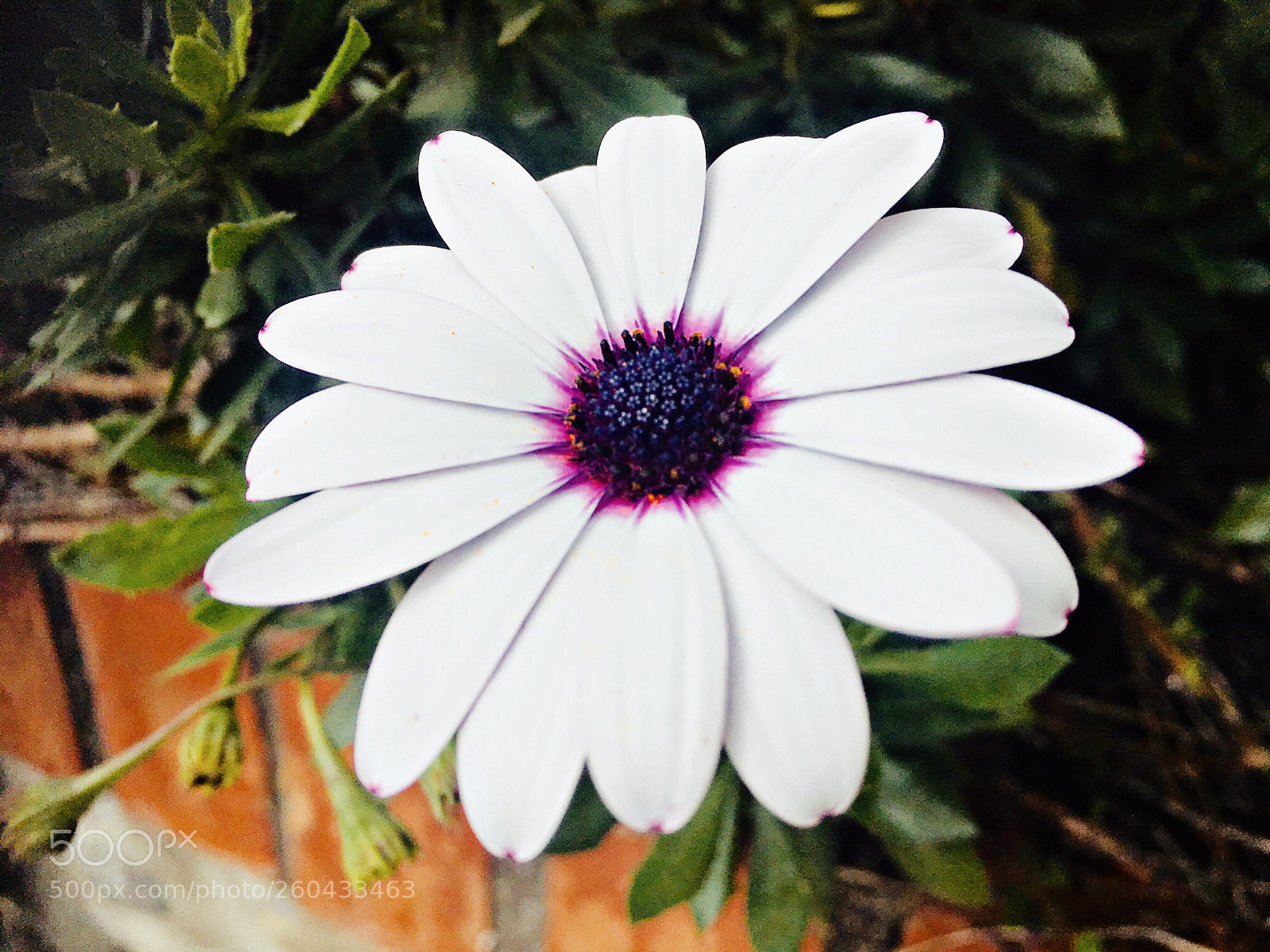 Apple iPhone 6s sample photo. Untitled photography