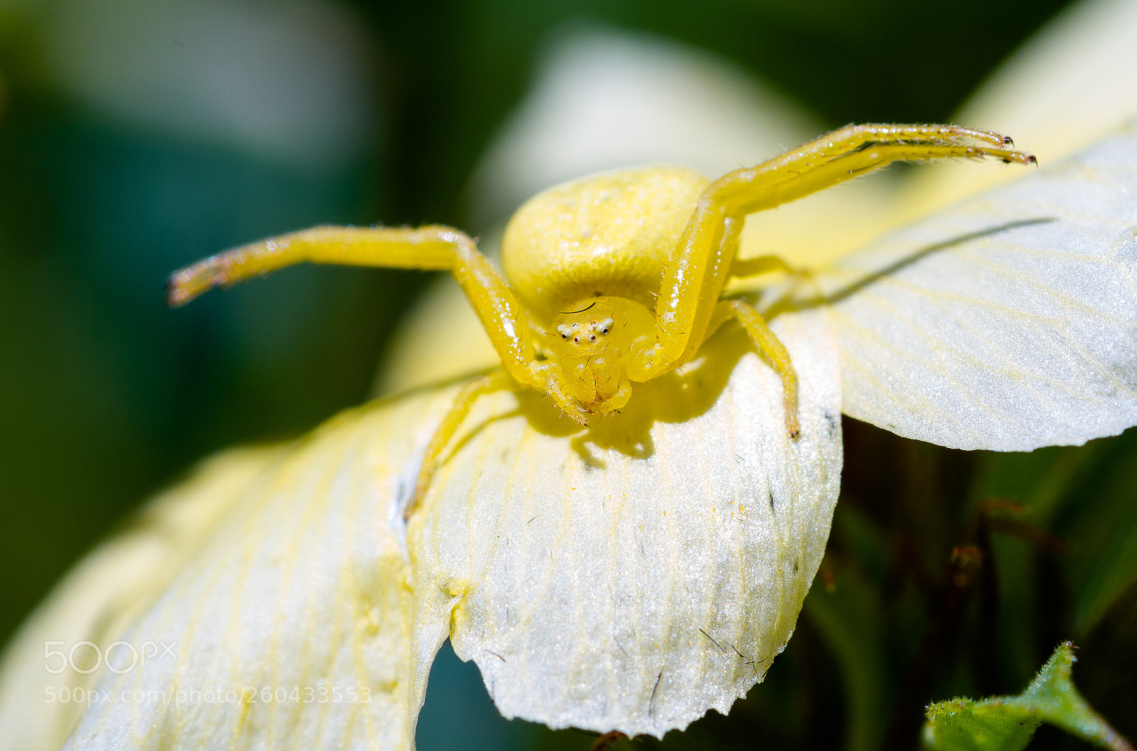 Canon EOS 7D sample photo. Thomisidae (crab spider) photography