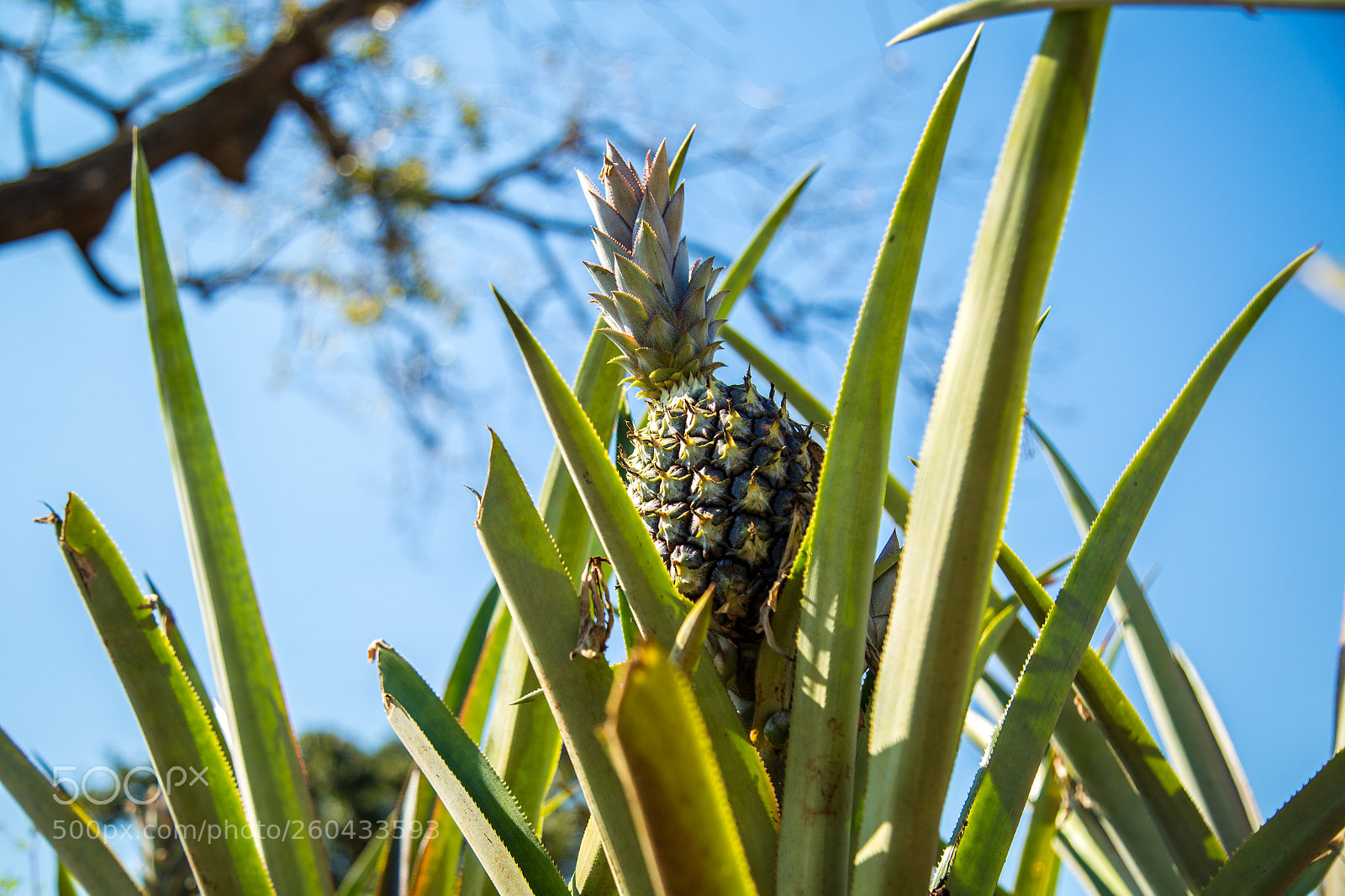 Canon EOS 6D sample photo. Pineapple plantation fruit exotic photography