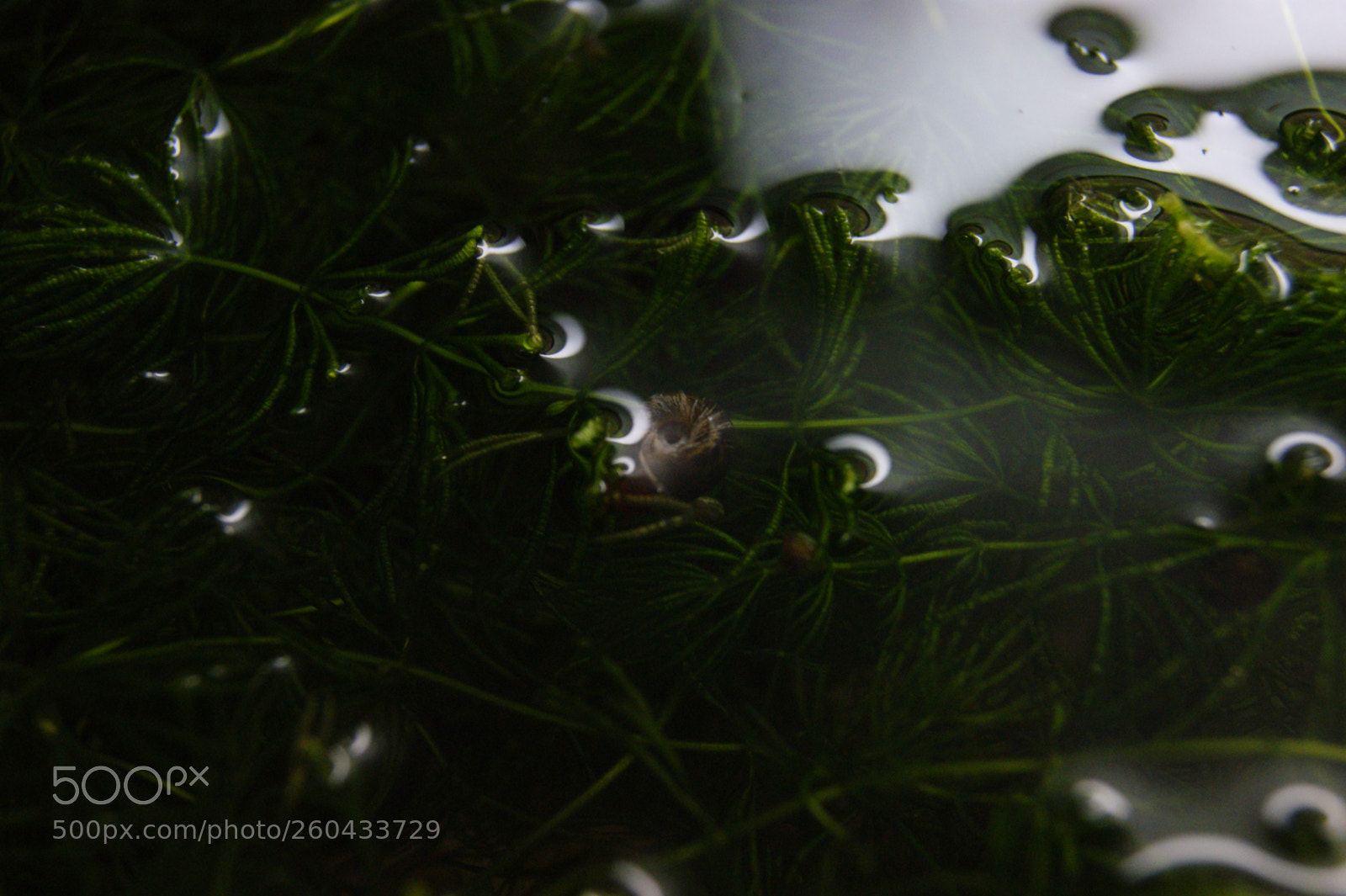Sony Alpha DSLR-A390 sample photo. Snail in algae photography
