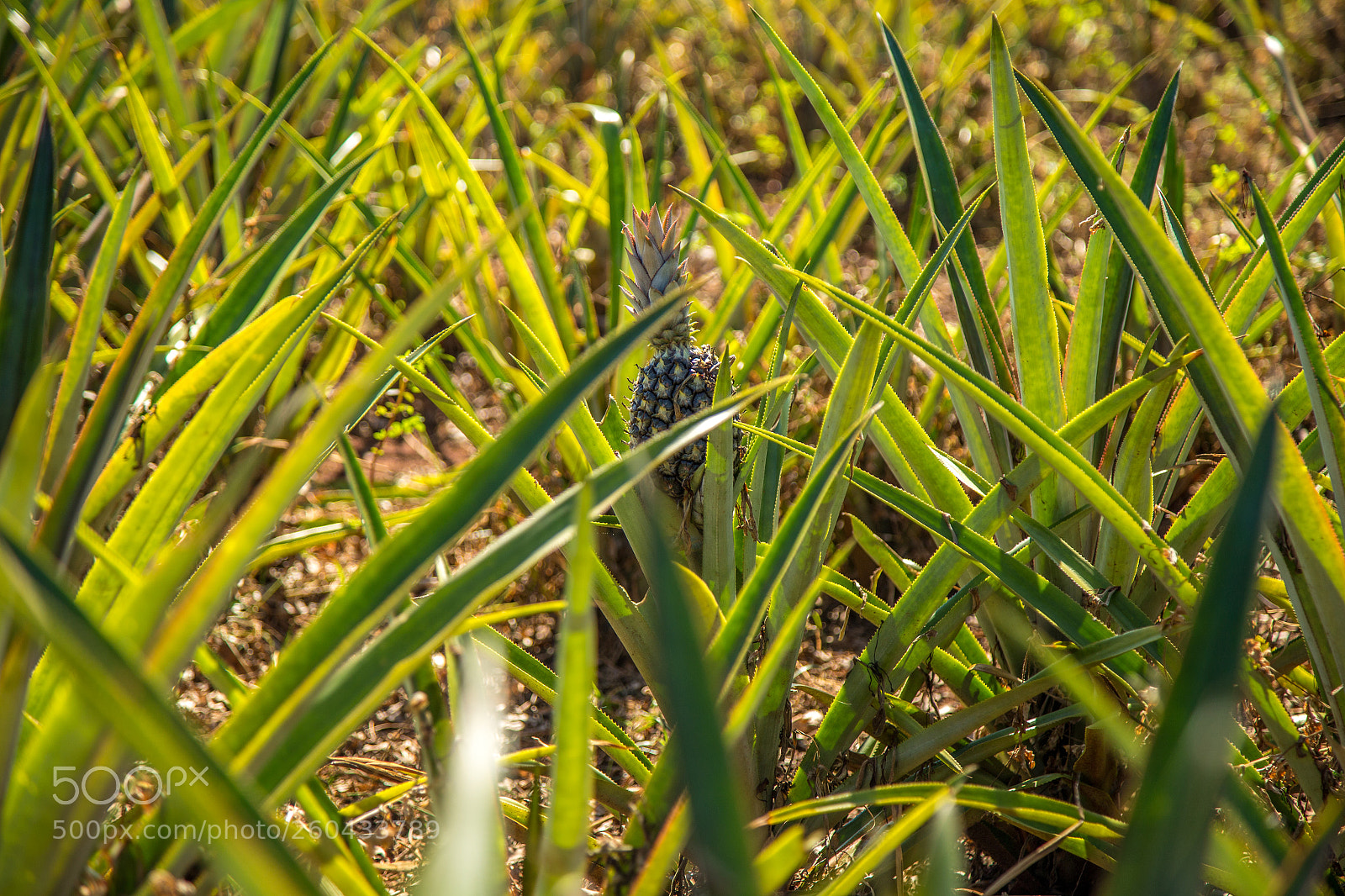 Canon EOS 6D sample photo. Pineapple plantation fruit exotic photography