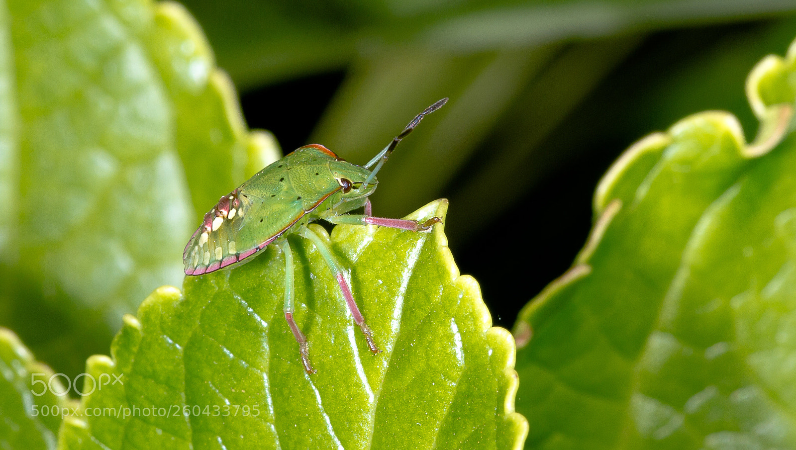 Canon EOS 7D sample photo. Bug photography