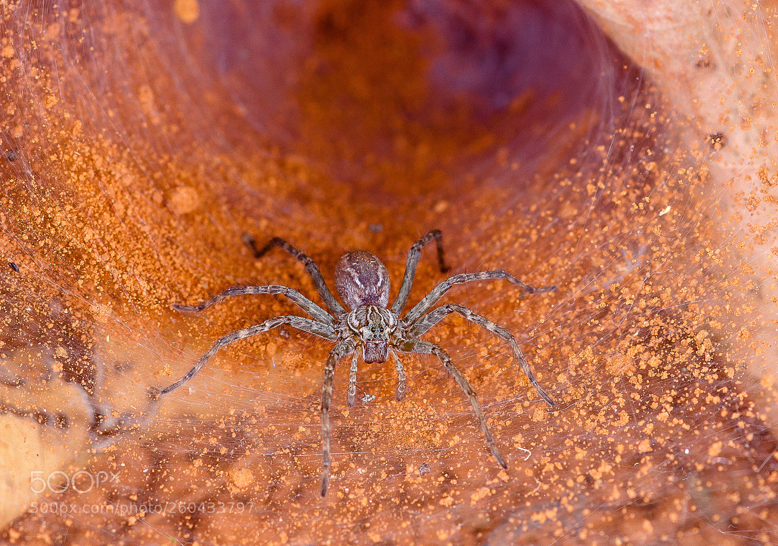 Canon EOS 7D sample photo. Lycosidae ( aglaoctenus lagotis) photography