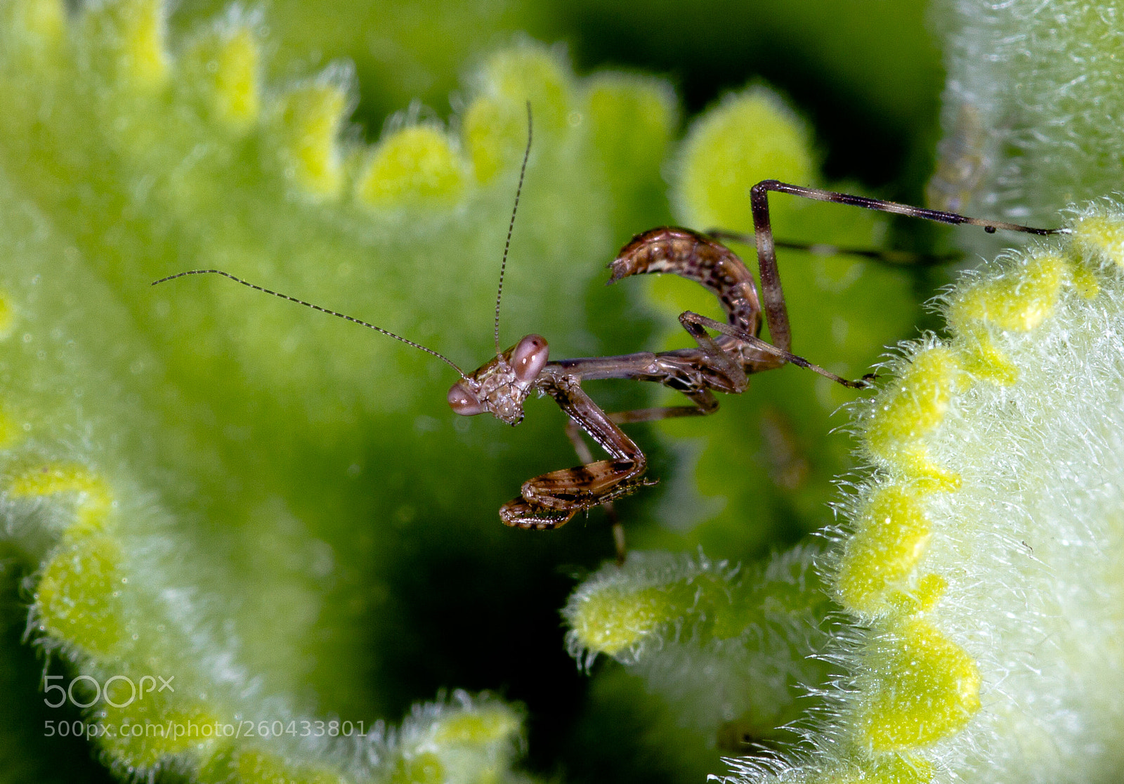 Canon EOS 7D sample photo. Bug2 photography