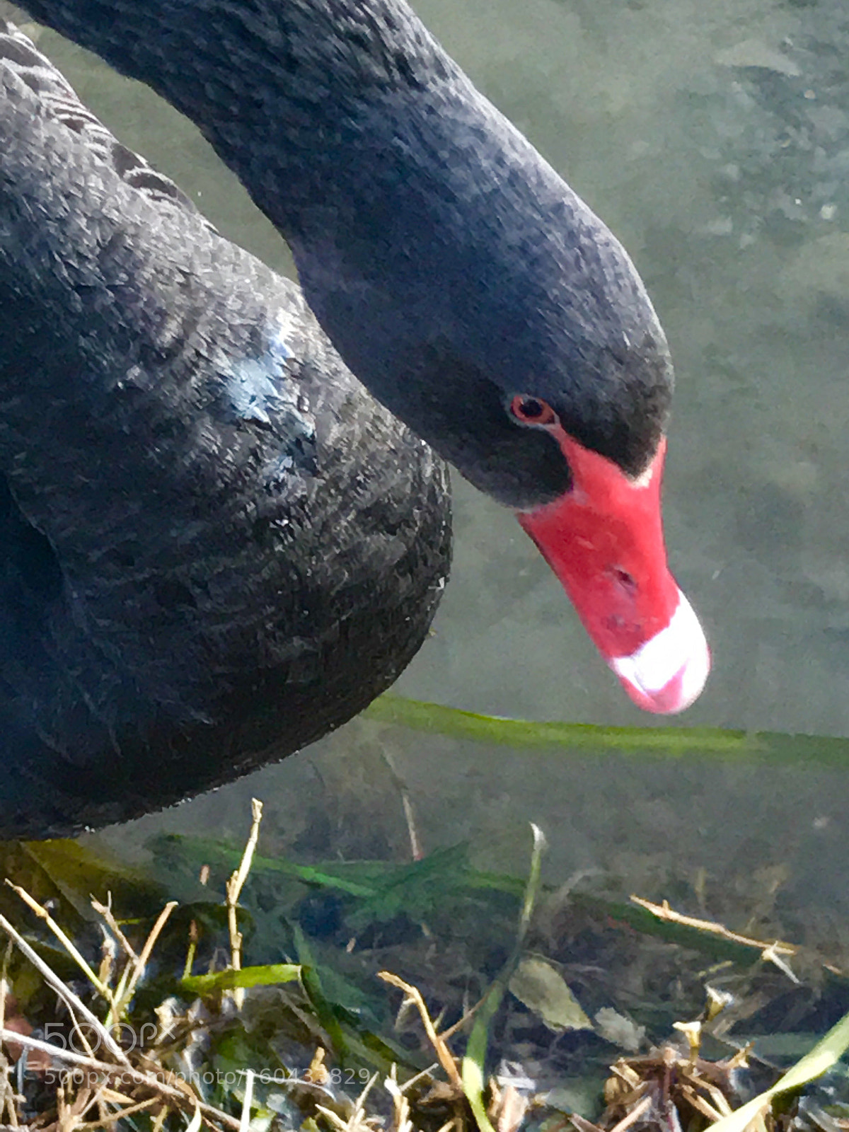 Apple iPhone 7 sample photo. Black swan  photography
